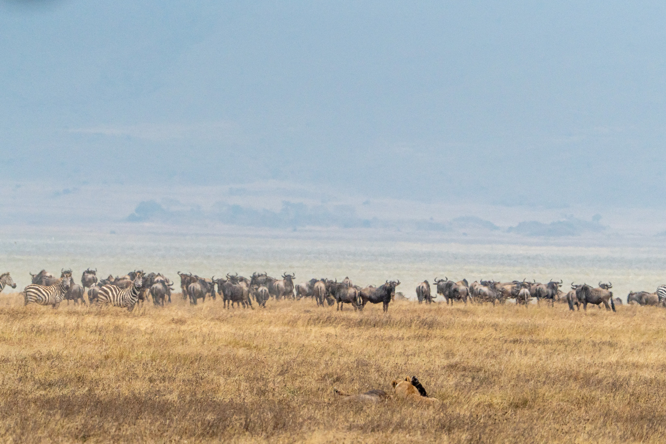 Танзания, сафари, 2025. Творческие сьемки