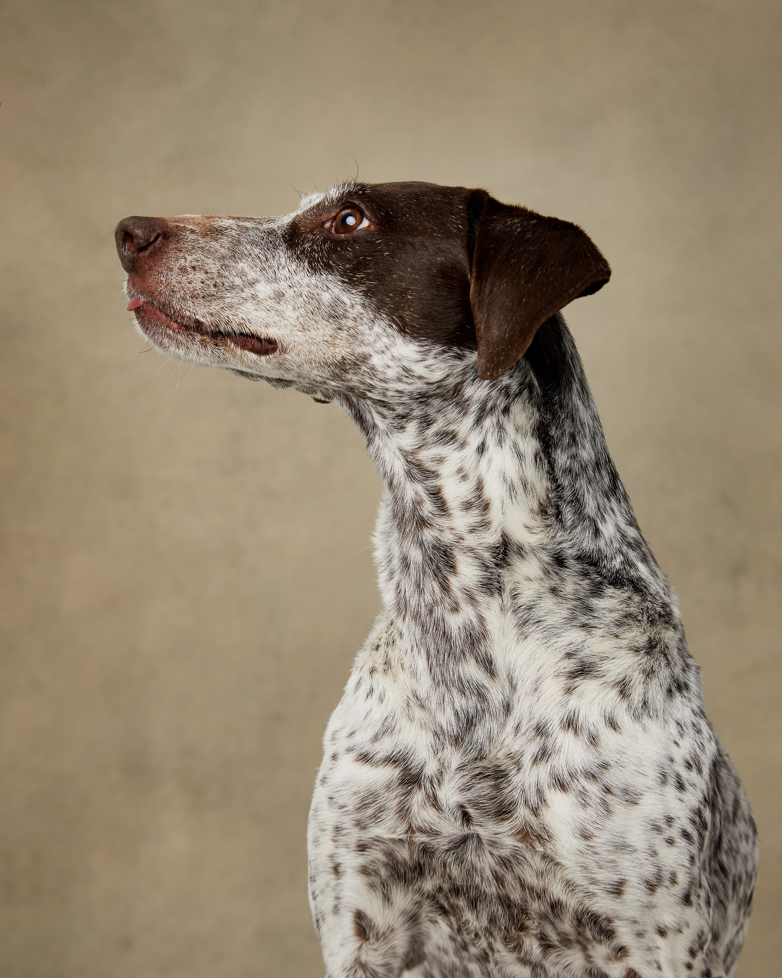 Pets Photography / Фотограф Собак