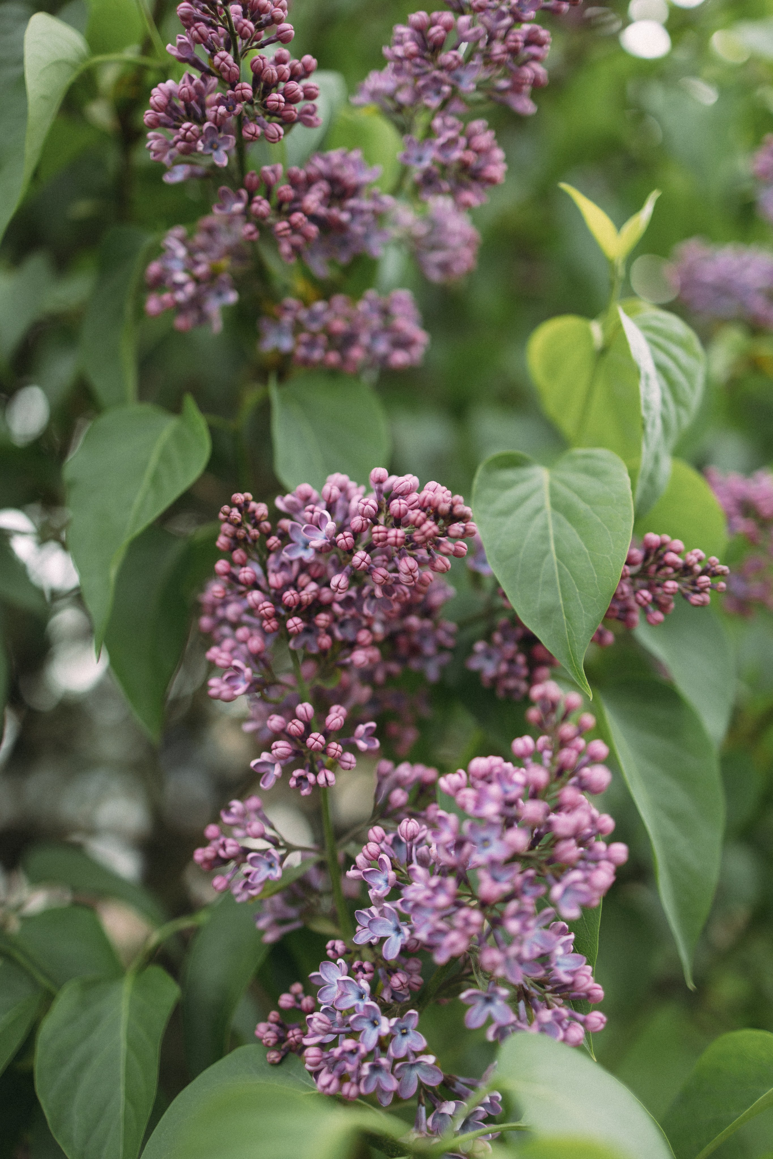 В цветении сирени. Портретный фотограф в Санкт-Петербурге