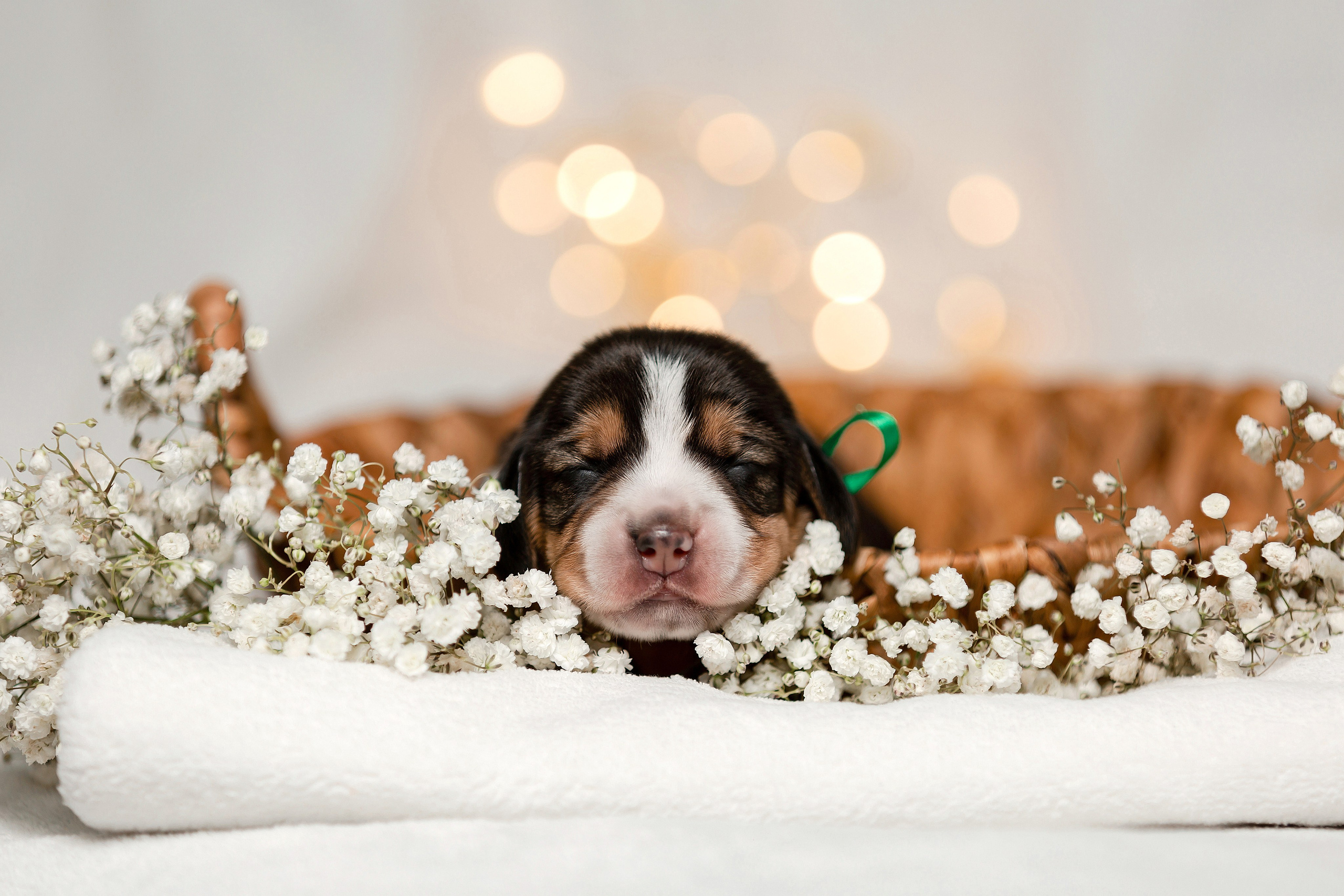 Фотосъёмка щенков. Фотограф-анималист в Краснодаре Маша Мельникова