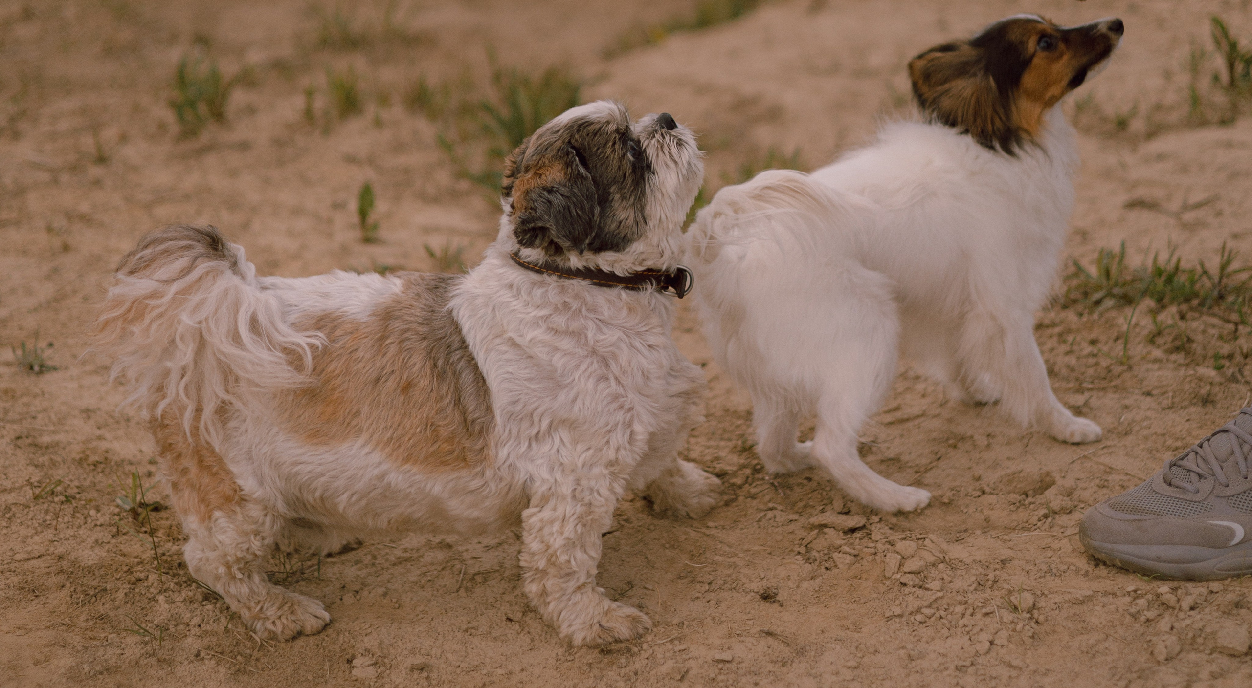 Вика и Бруни. Фотограф — анималист •love-story•|Санкт-Петербург