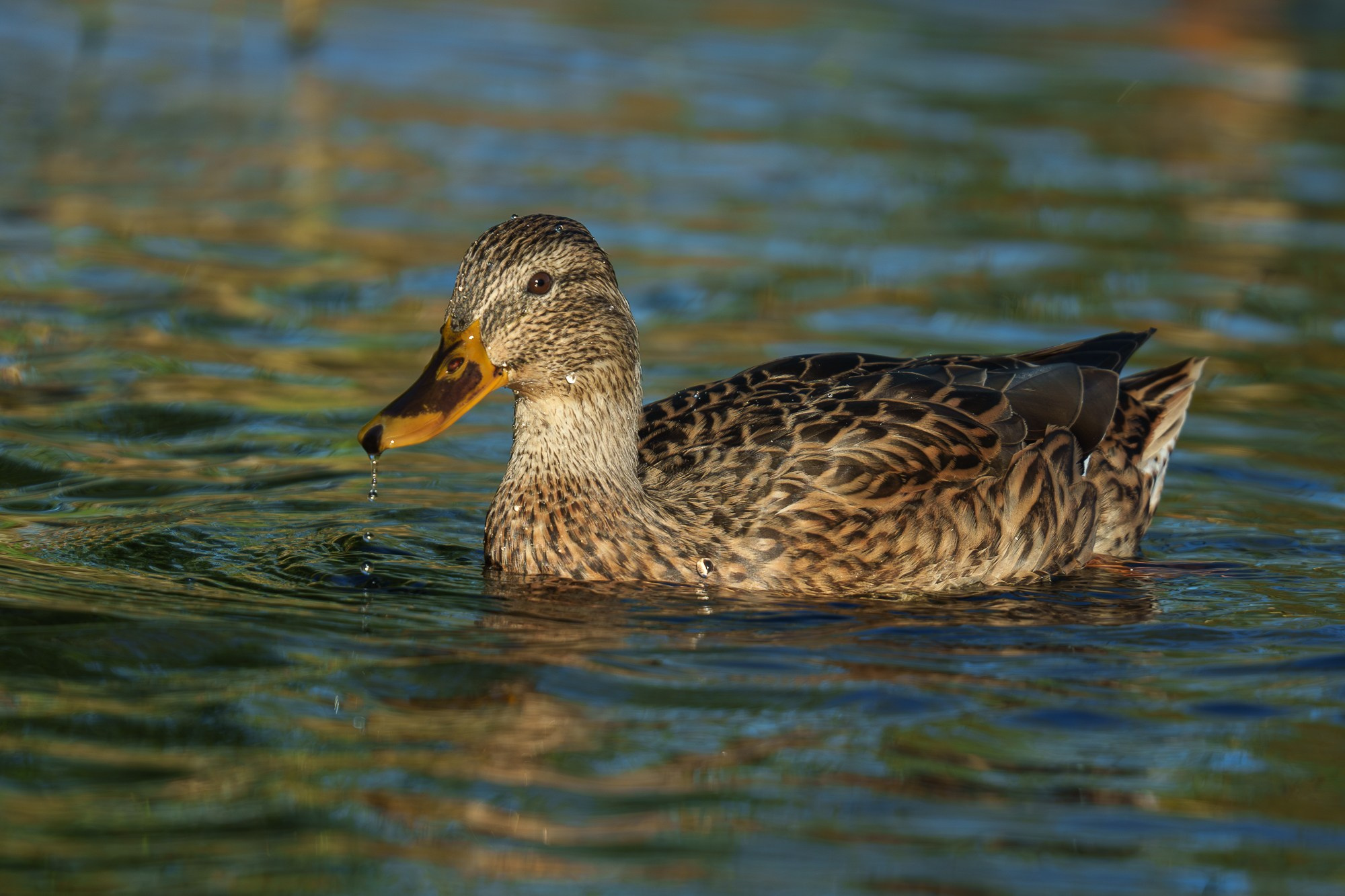 Удивительные мир птиц. Вокруг нас столько прекрасного — присмотритесь!. Ваш личный фотограф Марина Волкова
