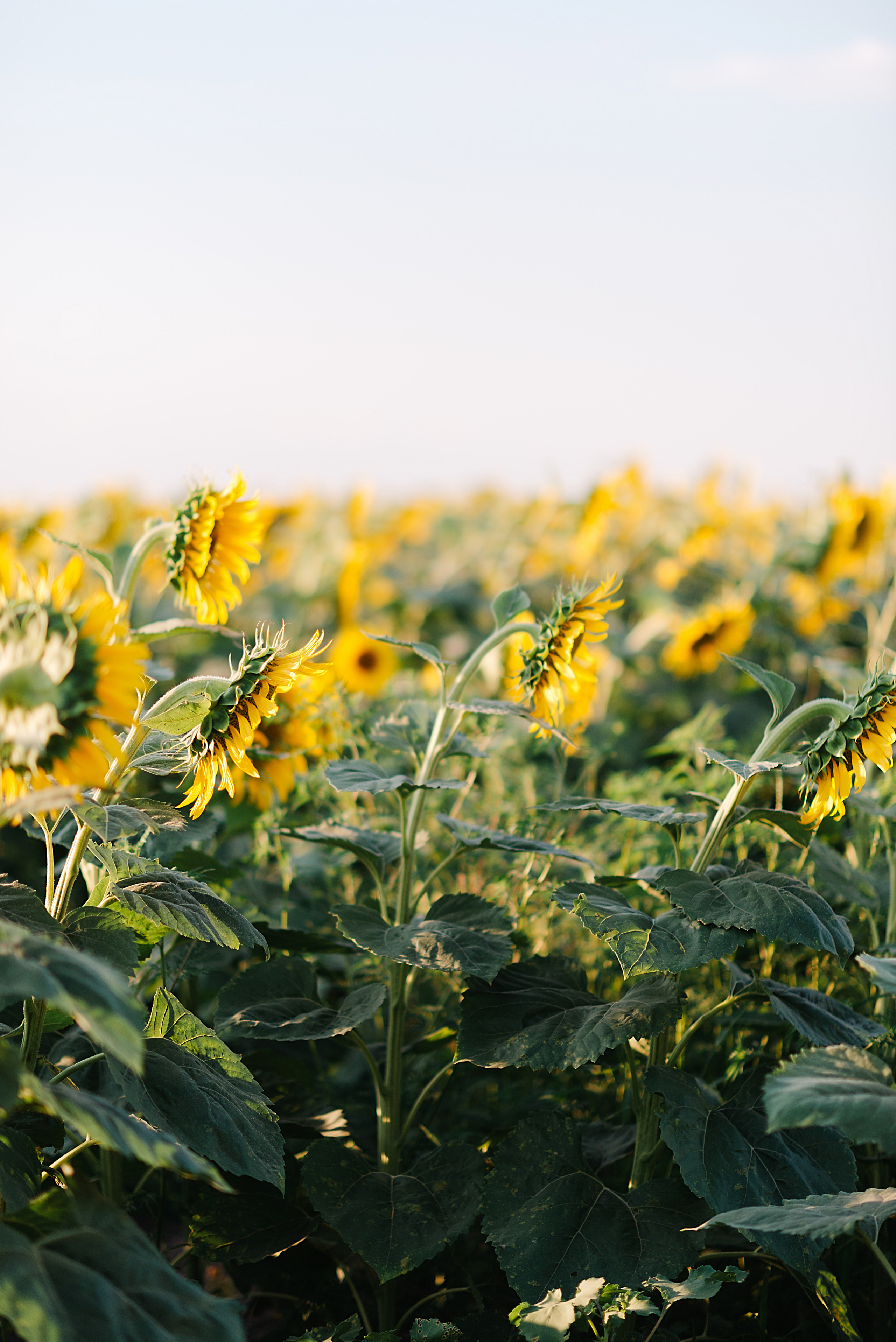 Ира, Сережа и Тая. Свадебный и семейный фотограф в Ростове-на-Дону Дарья Герасименко