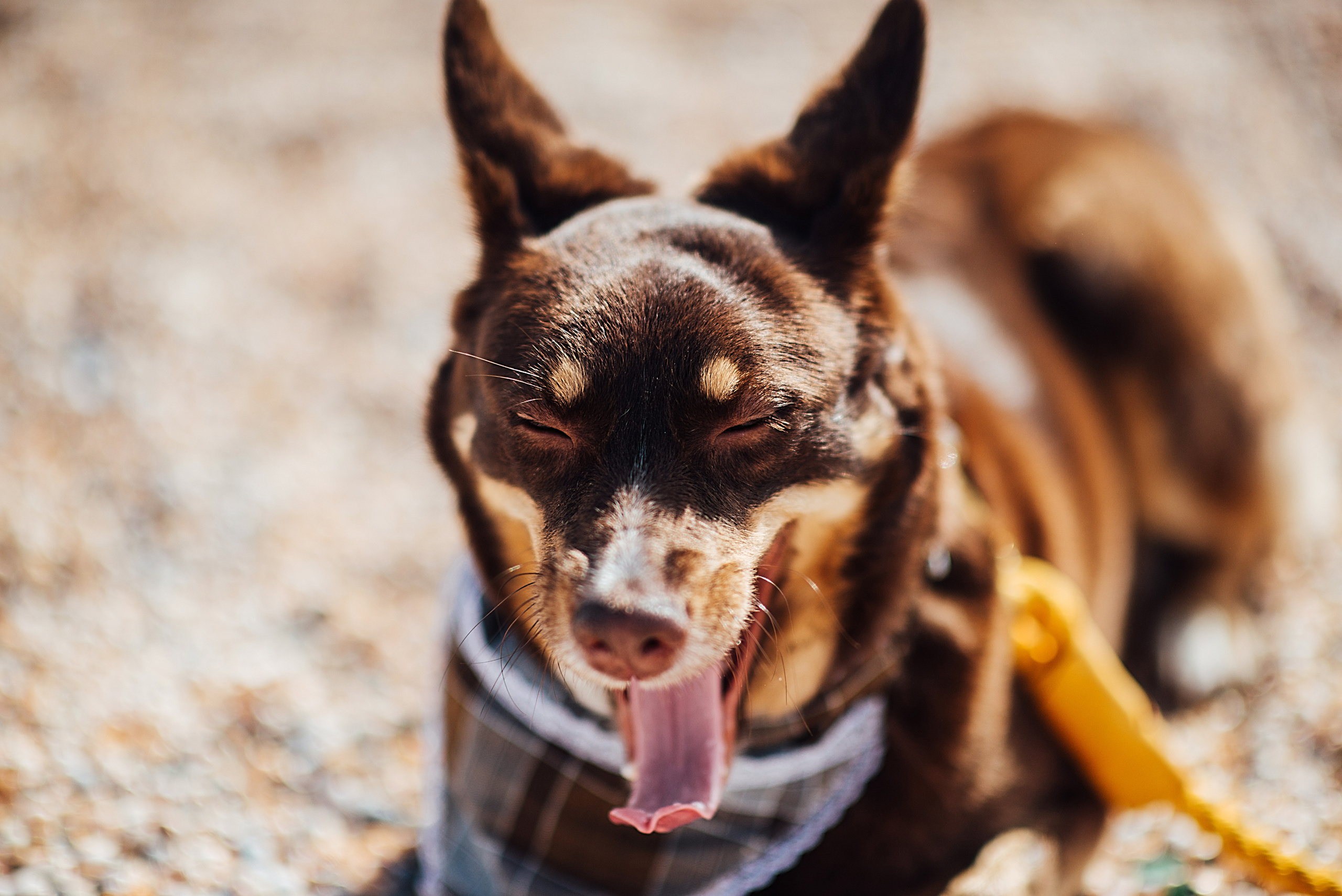 Рома и Катя. Свадебный и семейный фотограф в Ростове-на-Дону Дарья Герасименко