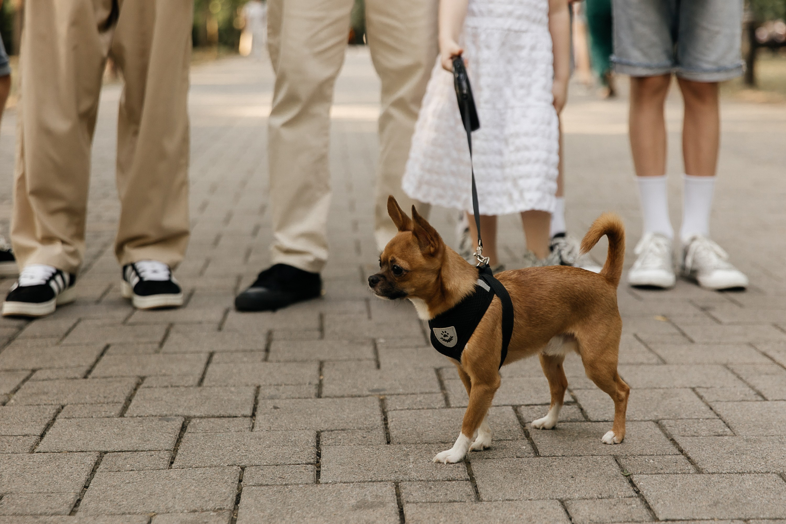Свадебный и семейный фотограф Виолетта Сидельникова. Краснодар, Россия, Беларусь, Европа