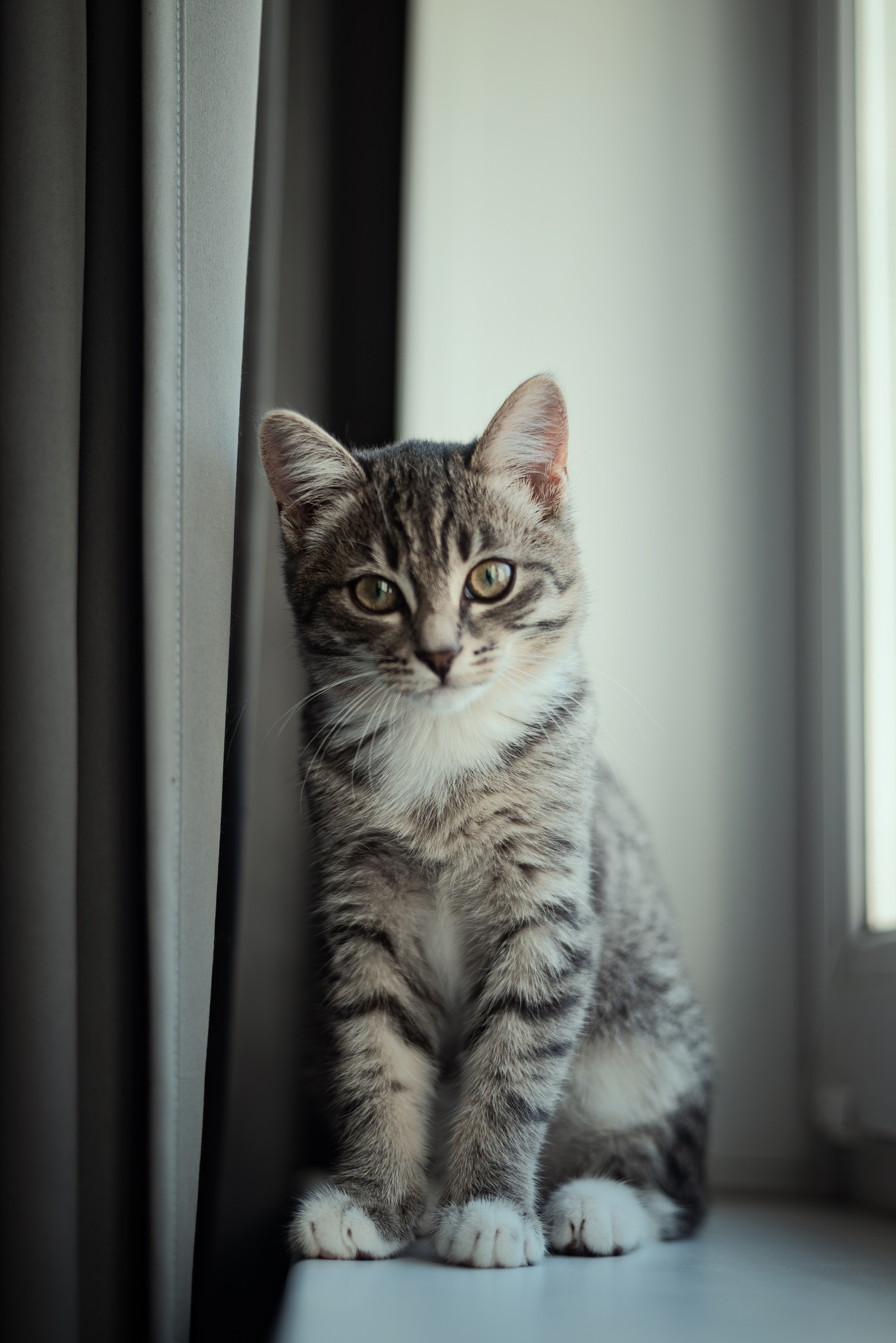 Энималс. Место {не}банальных фото