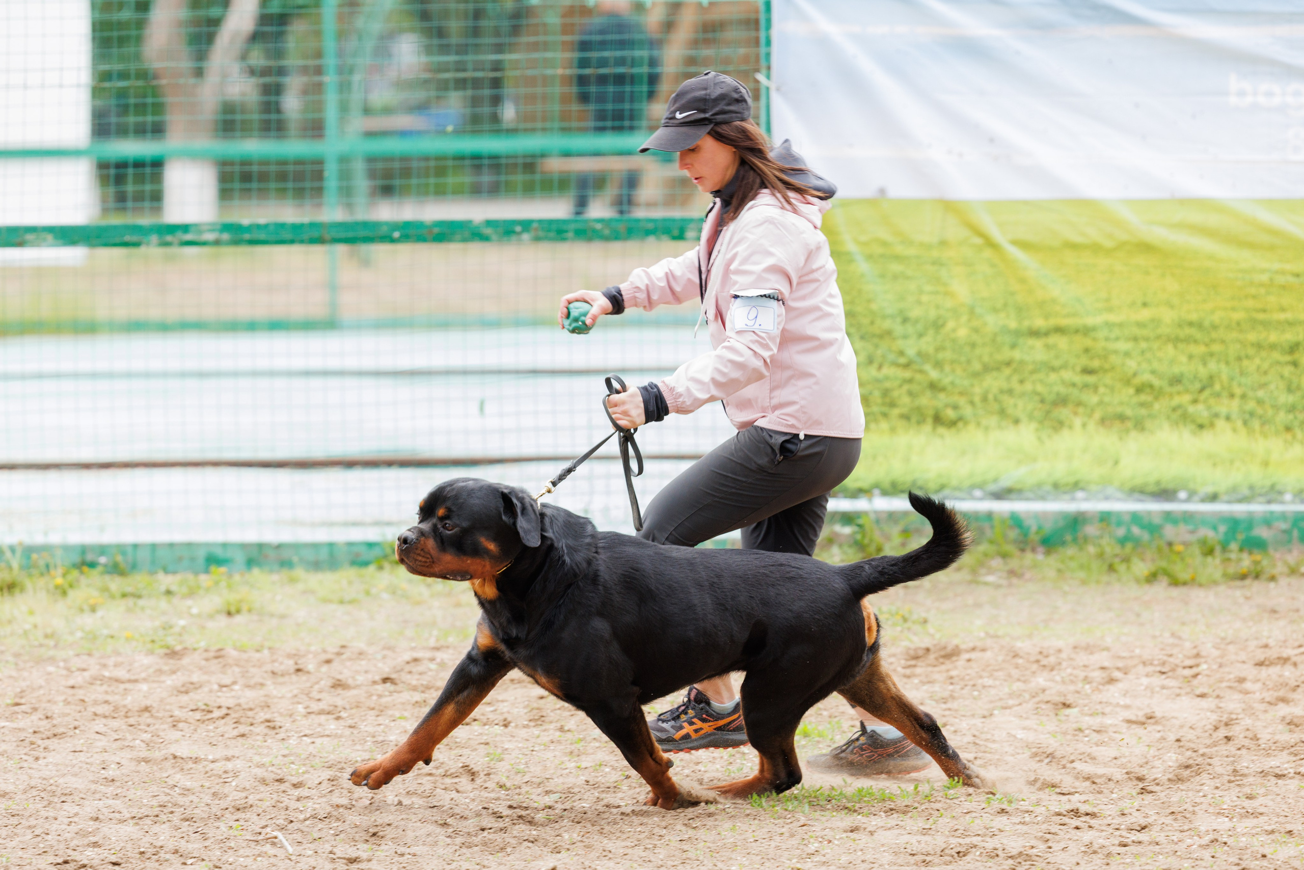 Саратов моно ротвейлеров 26-27.04.2025. Фотограф-анималист Юлия Германика