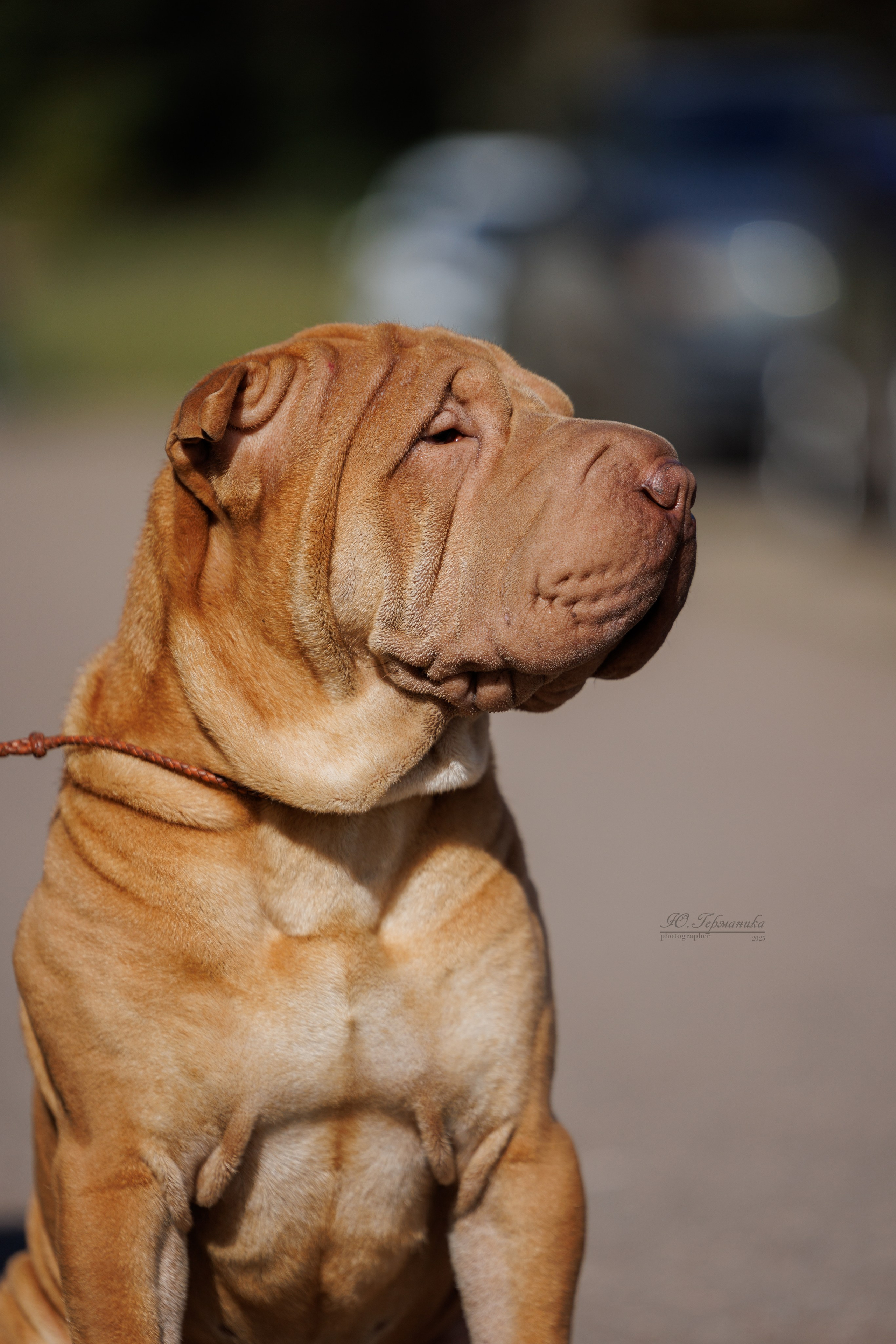 Зеленоград 13.09.2025. Фотограф-анималист Юлия Германика