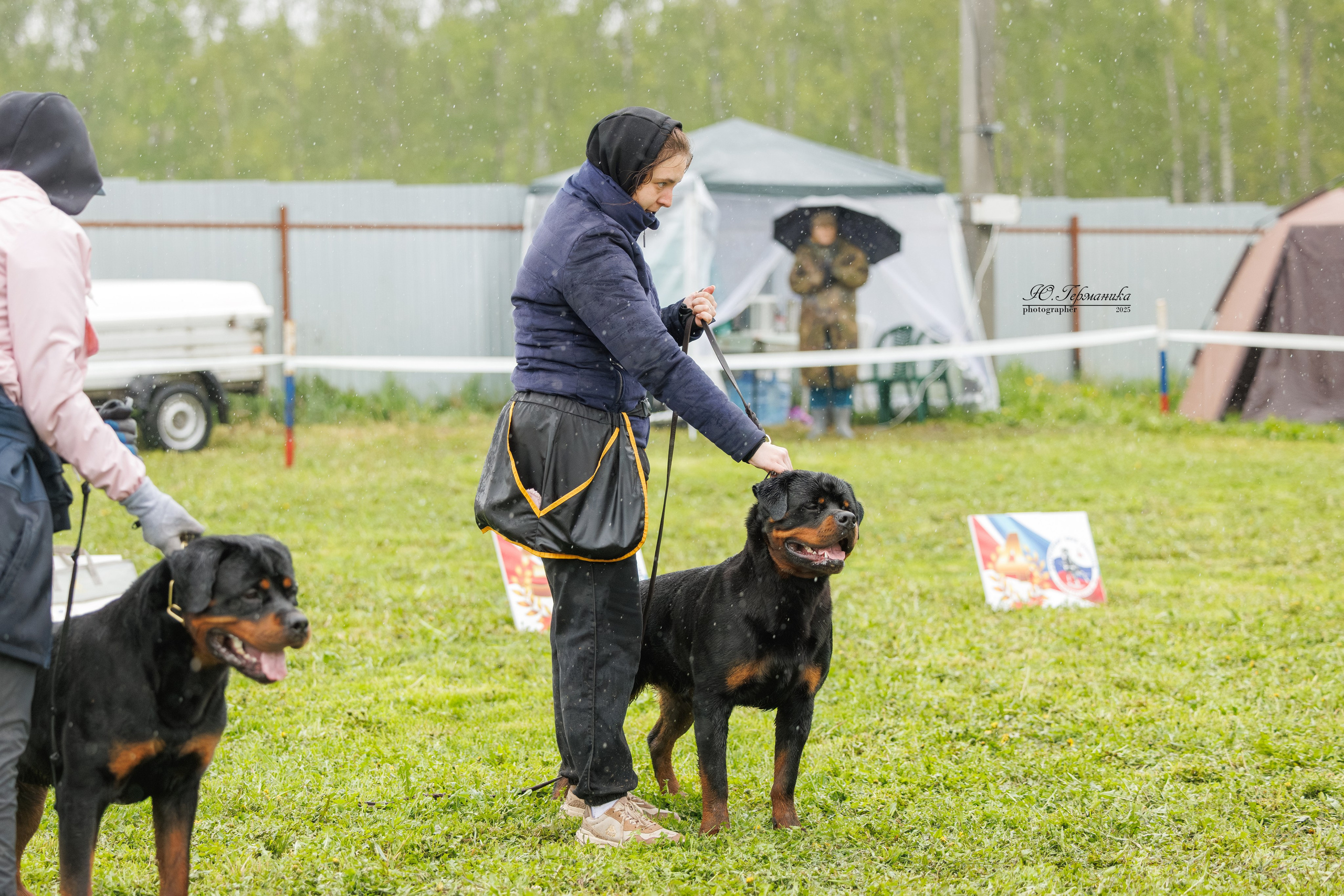 Нижний Новгород 2хмоно ротвейлеров 10-11.05.2025. Фотограф-анималист Юлия Германика