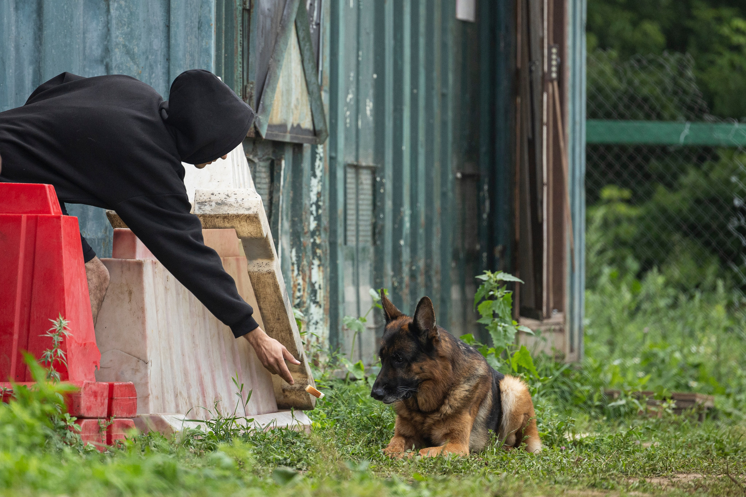 Соревнования по Мондьорингу г. Вологда 10-11.08.2024. Фотограф-анималист Анна Маринич
