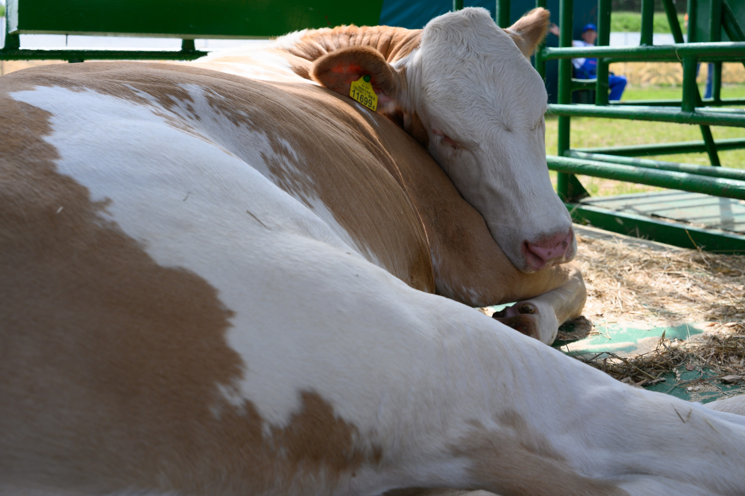 Агровыставка. Фотоуслуги, услуги фотографа, фотографирование важных событий