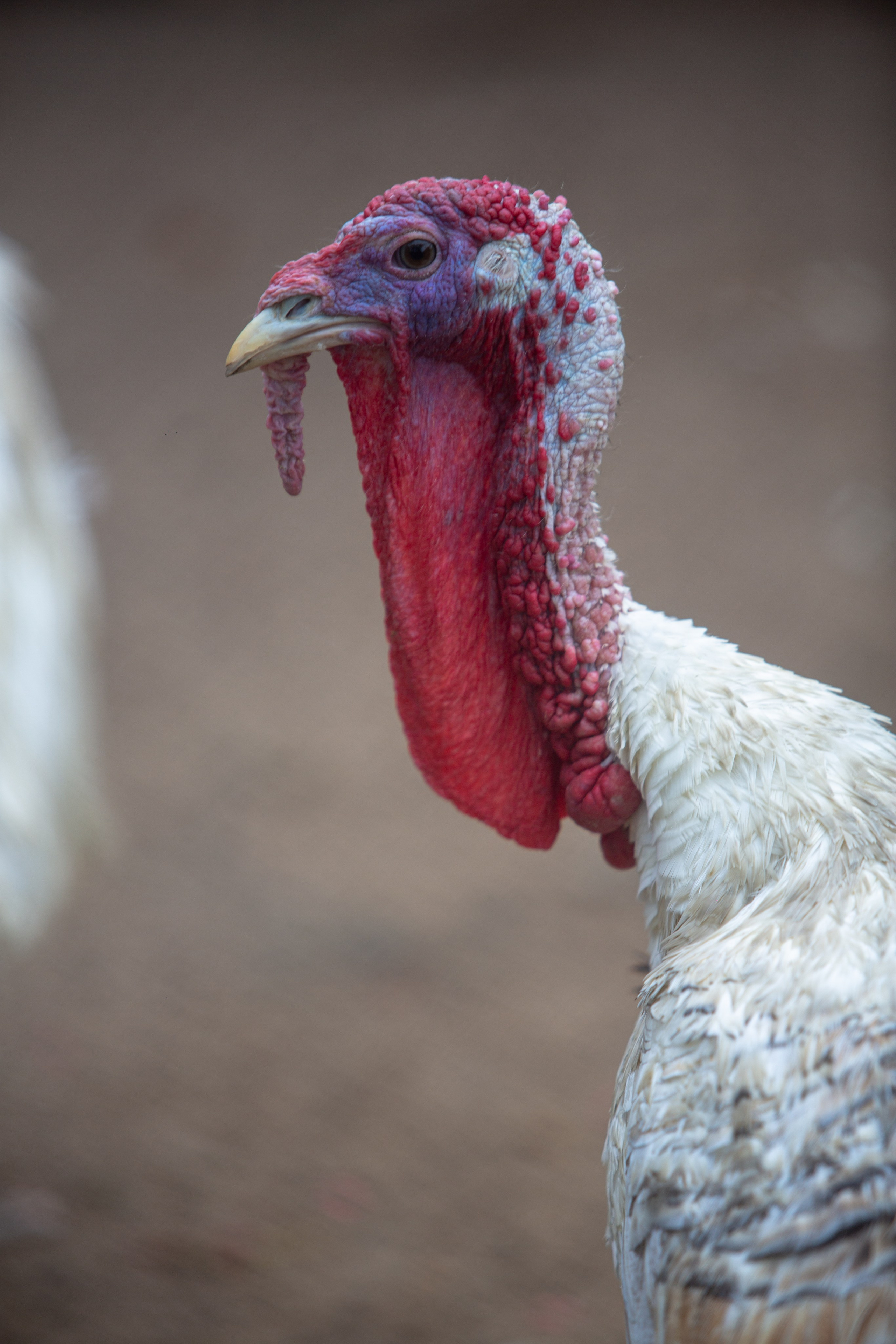 Samut Prakan Crocodile Farm & Zoo. Photographer Sonkina Tatiana (Tanya Ash)