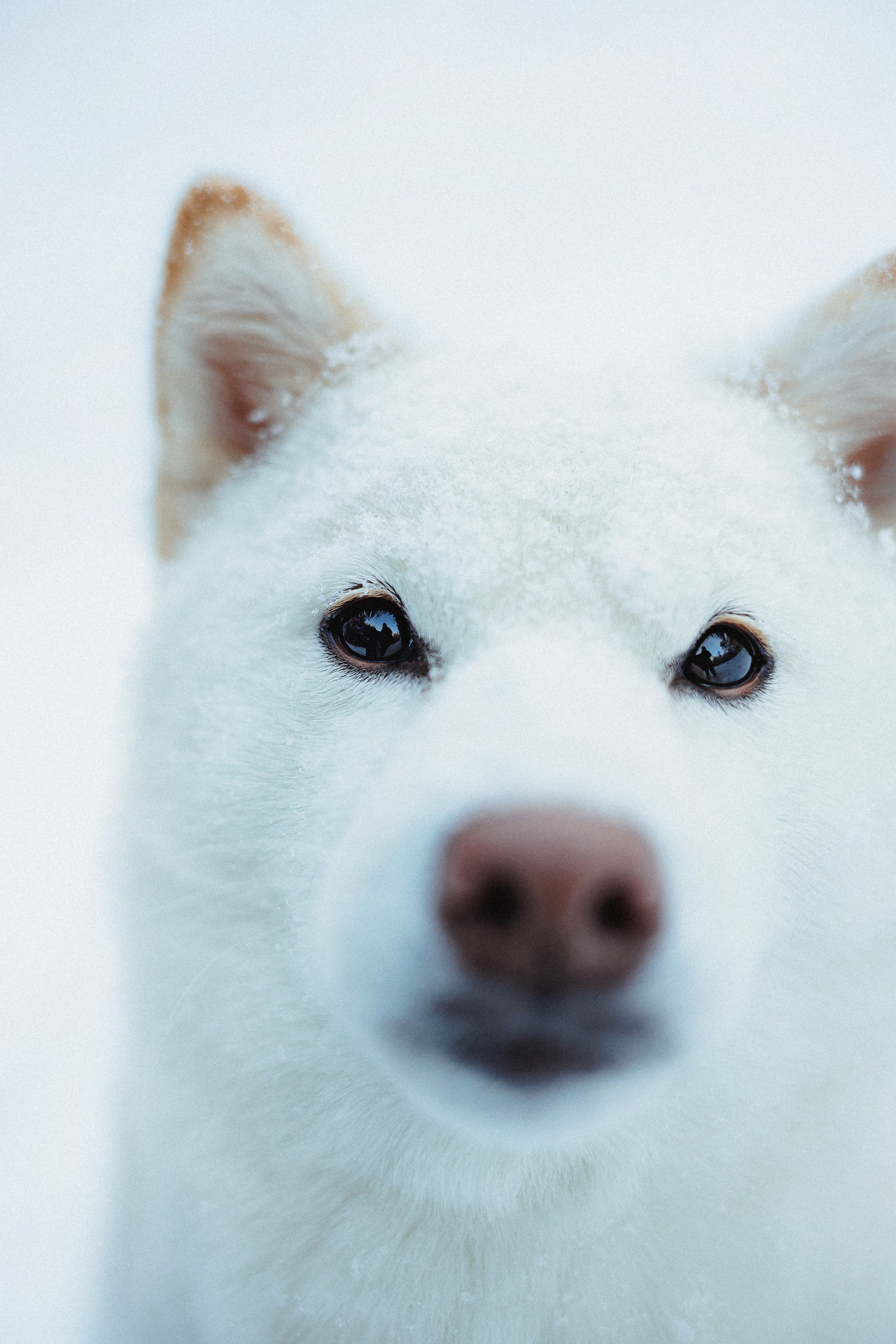 Шед, Цири и Ира