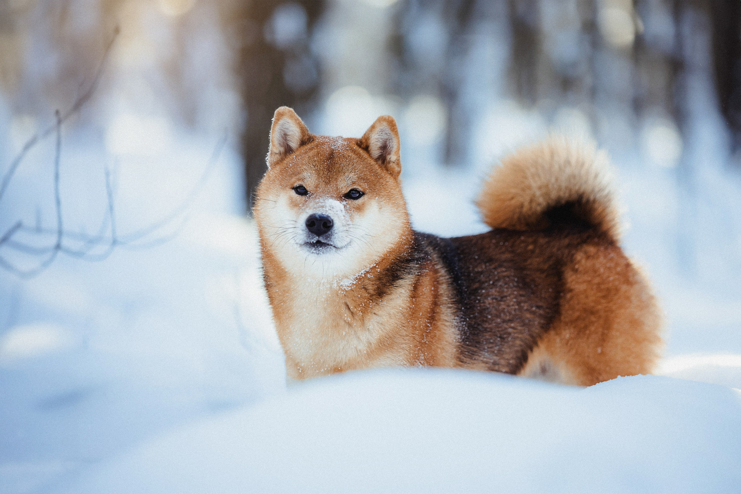 Шед, Цири и Ира