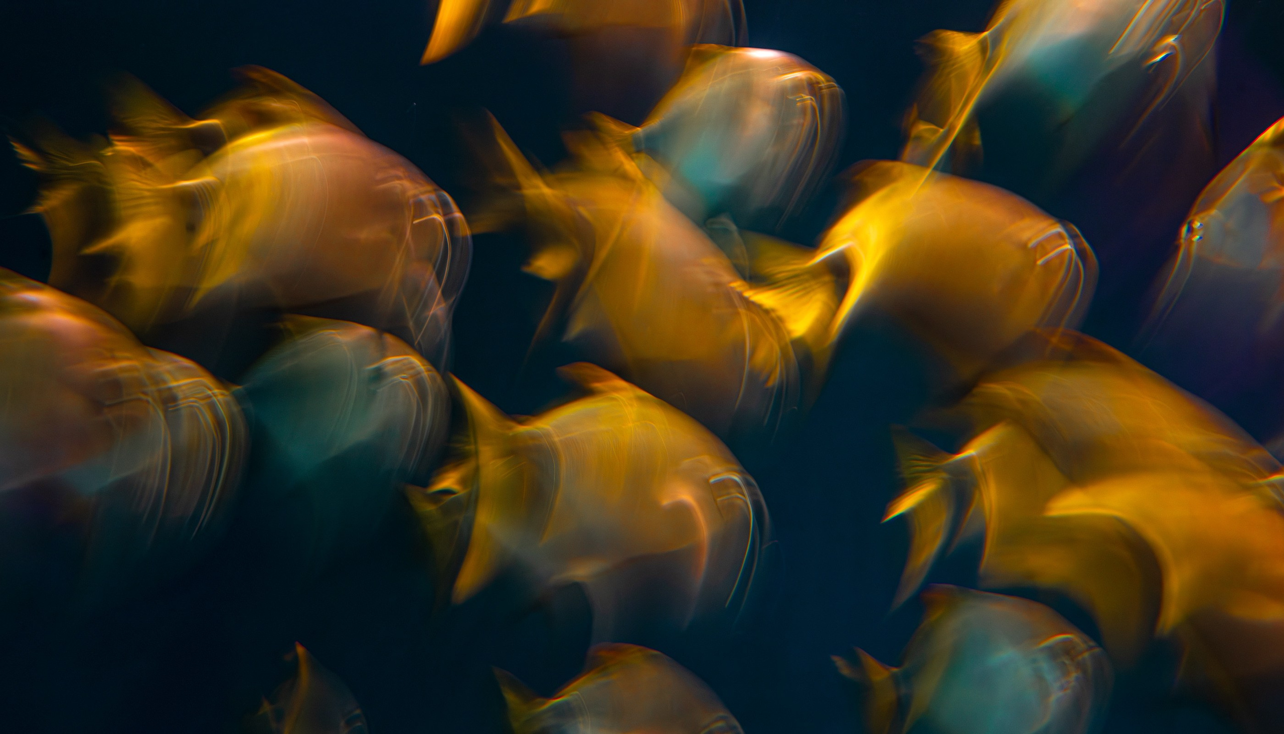 UNDERWATER. LUMEN DUO Art photography for interiors