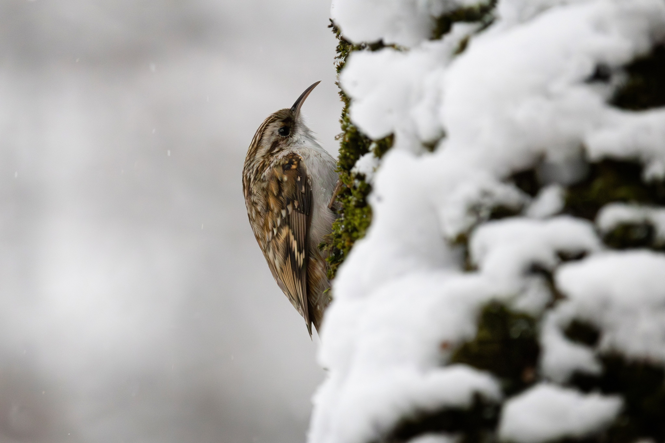 Пищуха обыкновенная, г. Люберцы, парк "Наташинский"