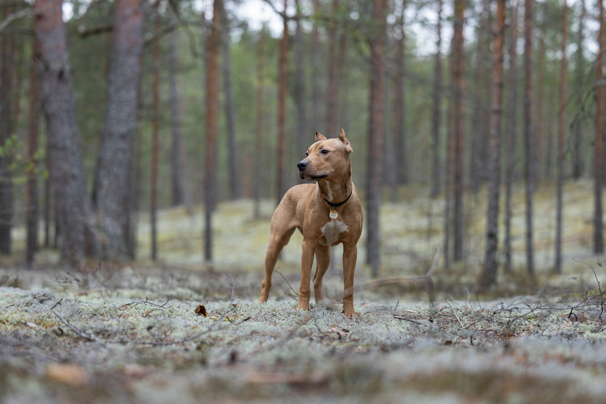 Лужские Мальдивы. Фотограф-анималист Анна Маринич