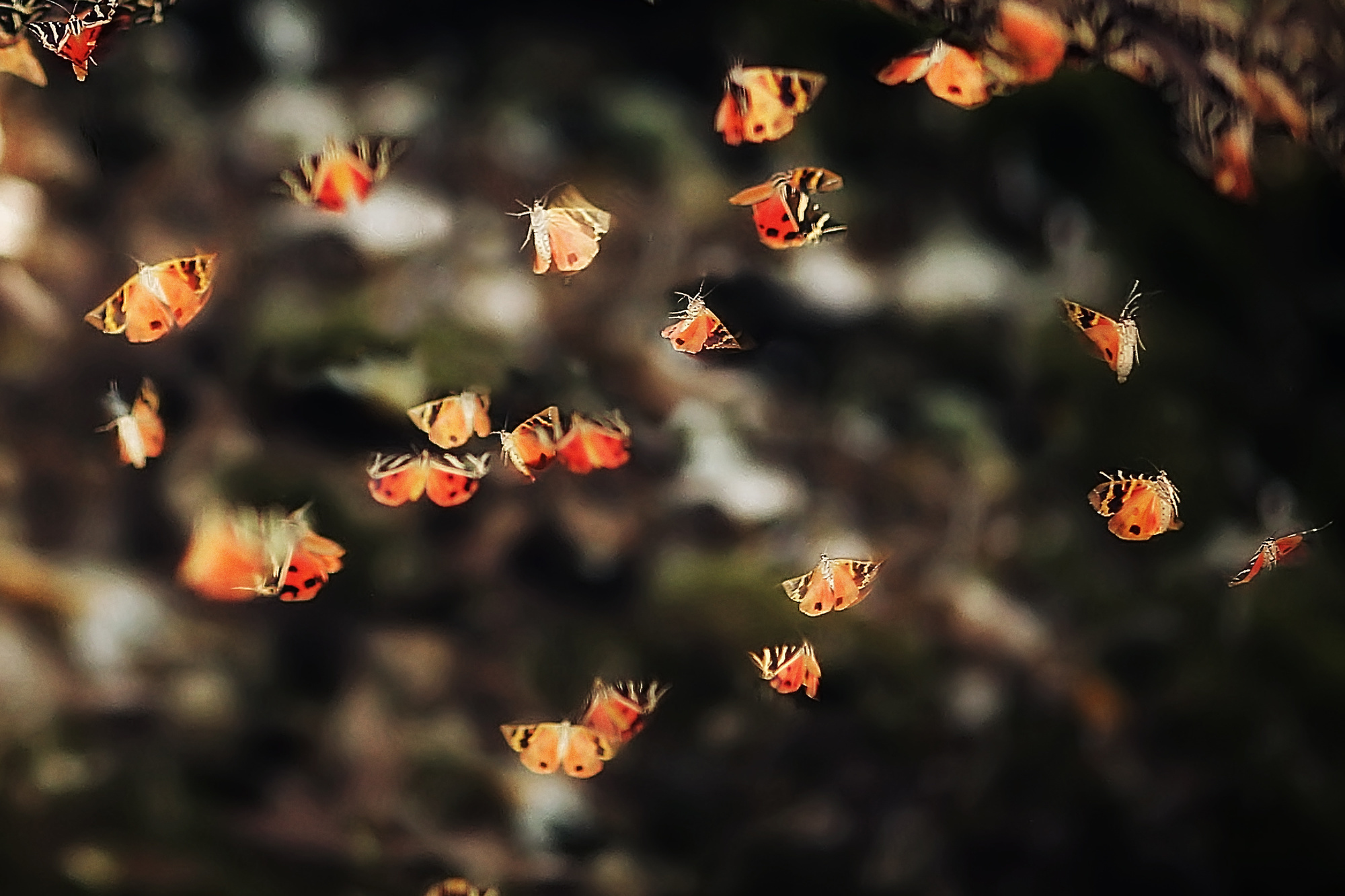 Макросъемка. Фотограф Минск Юлия Войнич