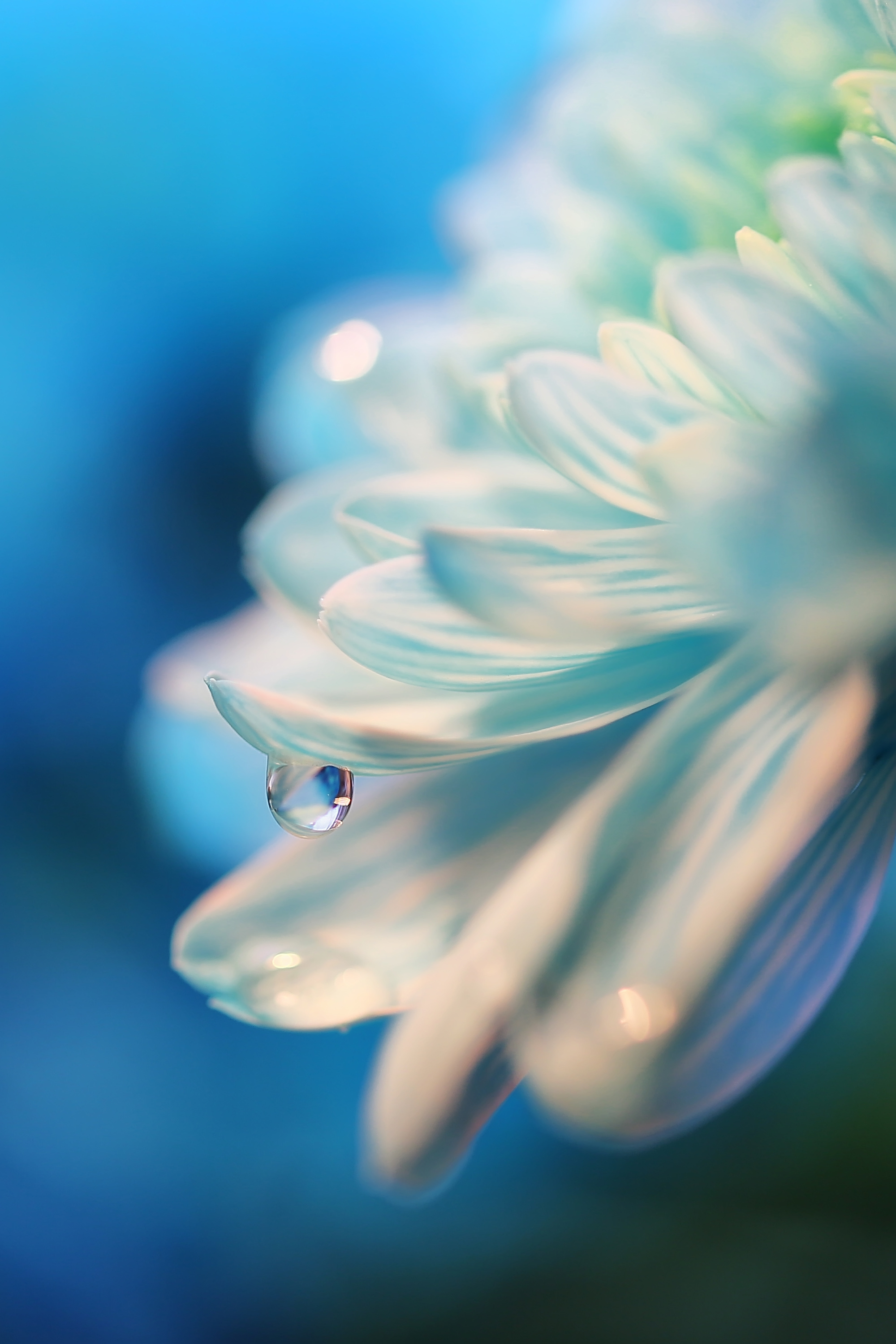 Макросъемка. Фотограф Минск Юлия Войнич