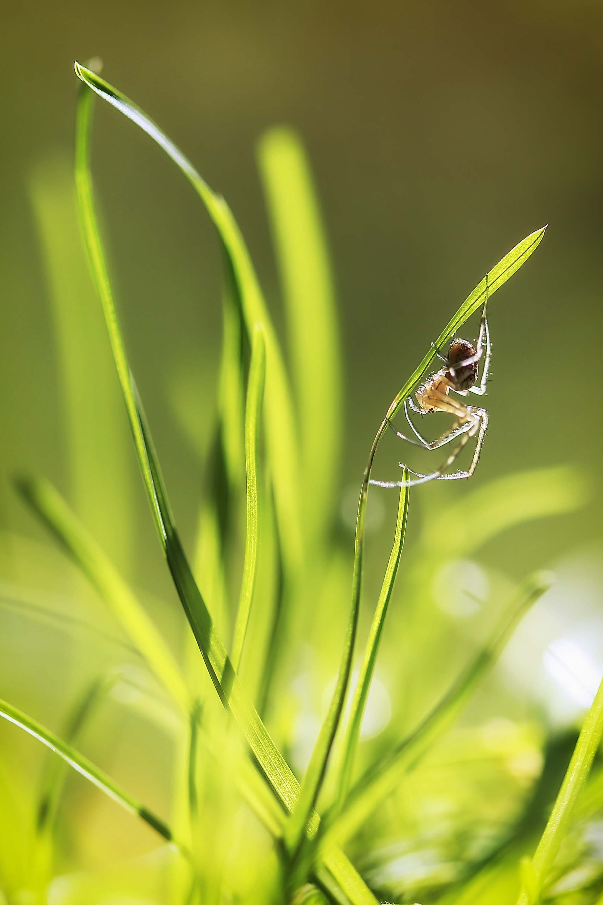 Макросъемка. Фотограф Минск Юлия Войнич