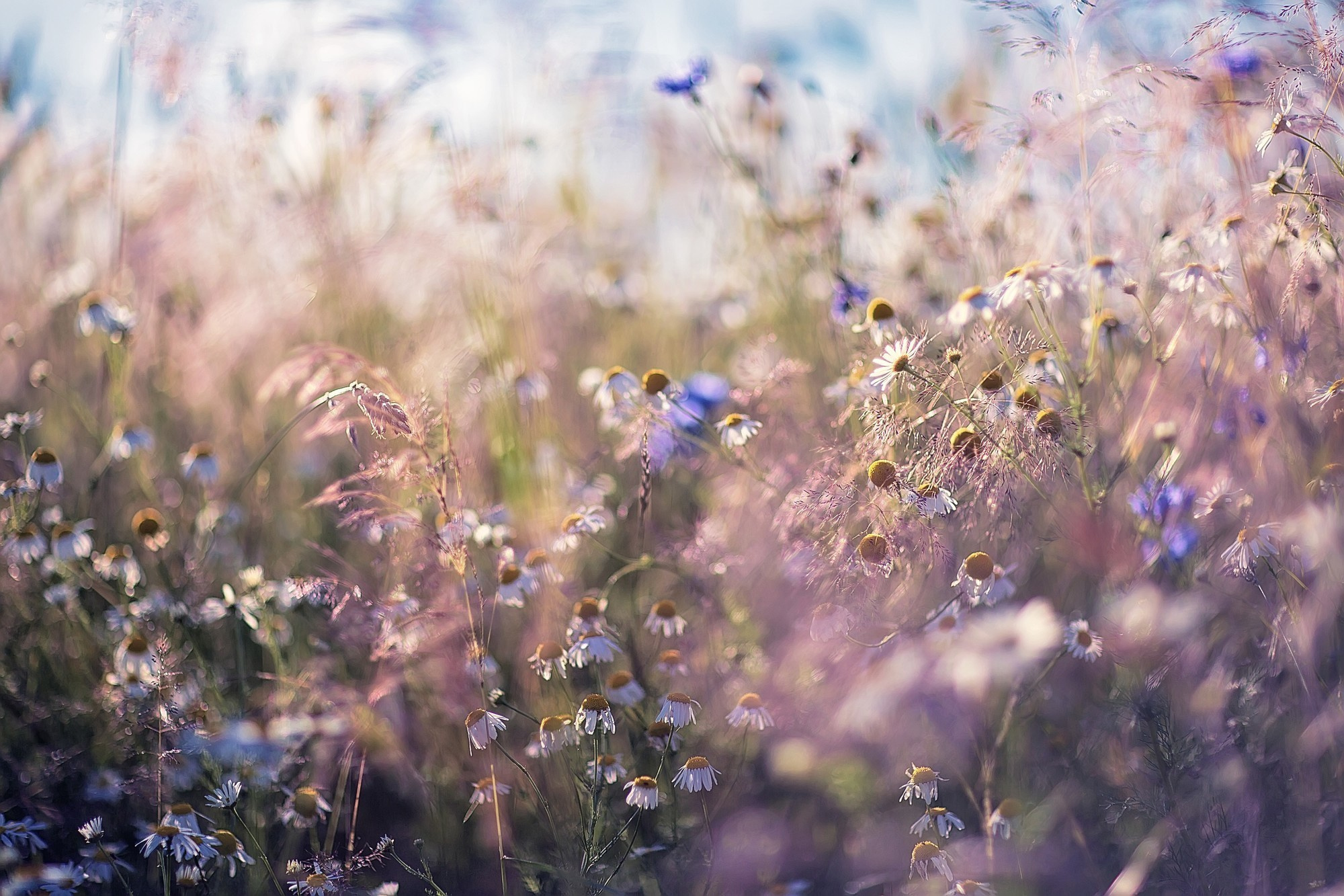 Макросъемка. Фотограф Минск Юлия Войнич