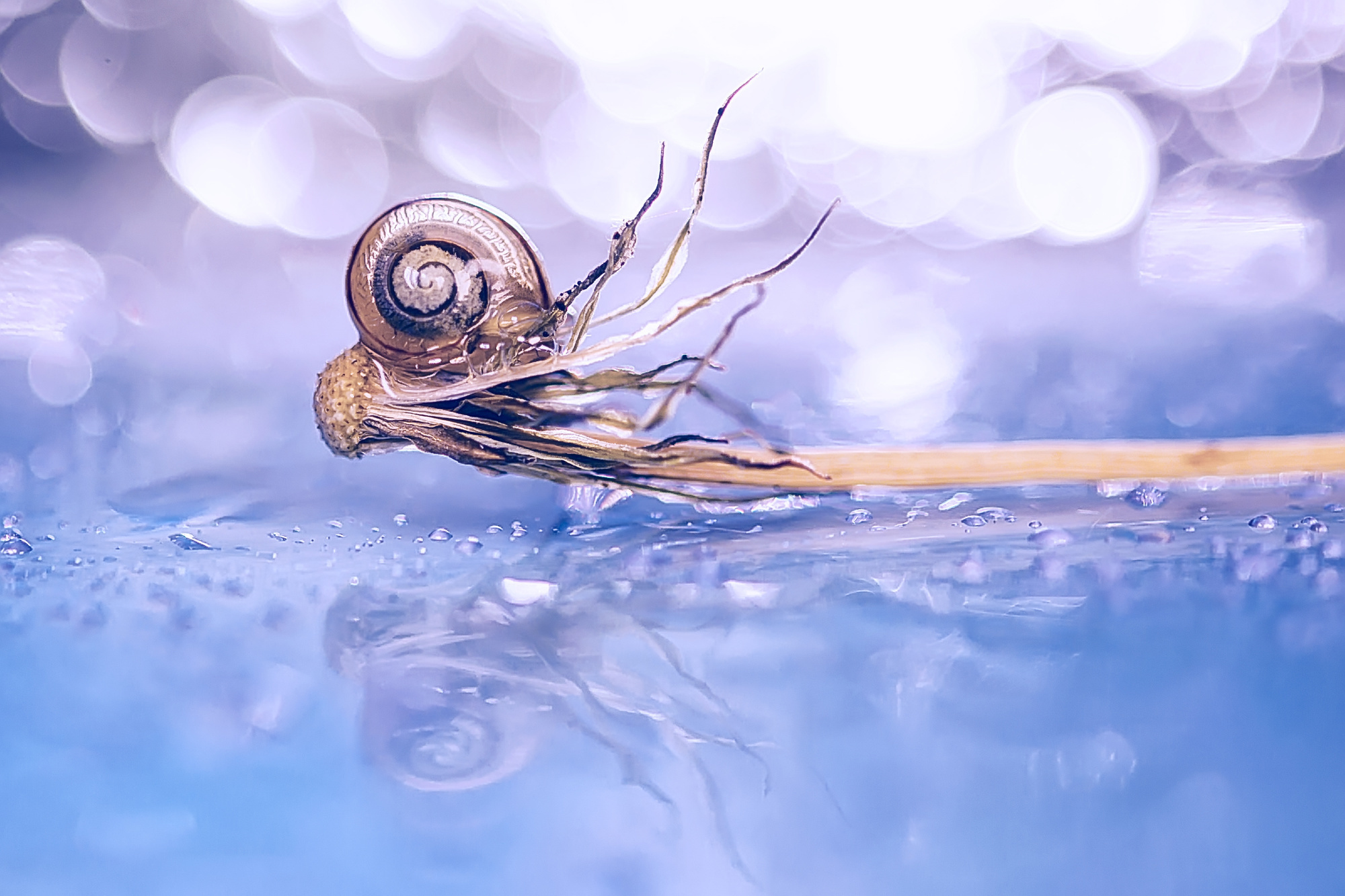 Макросъемка. Фотограф Минск Юлия Войнич