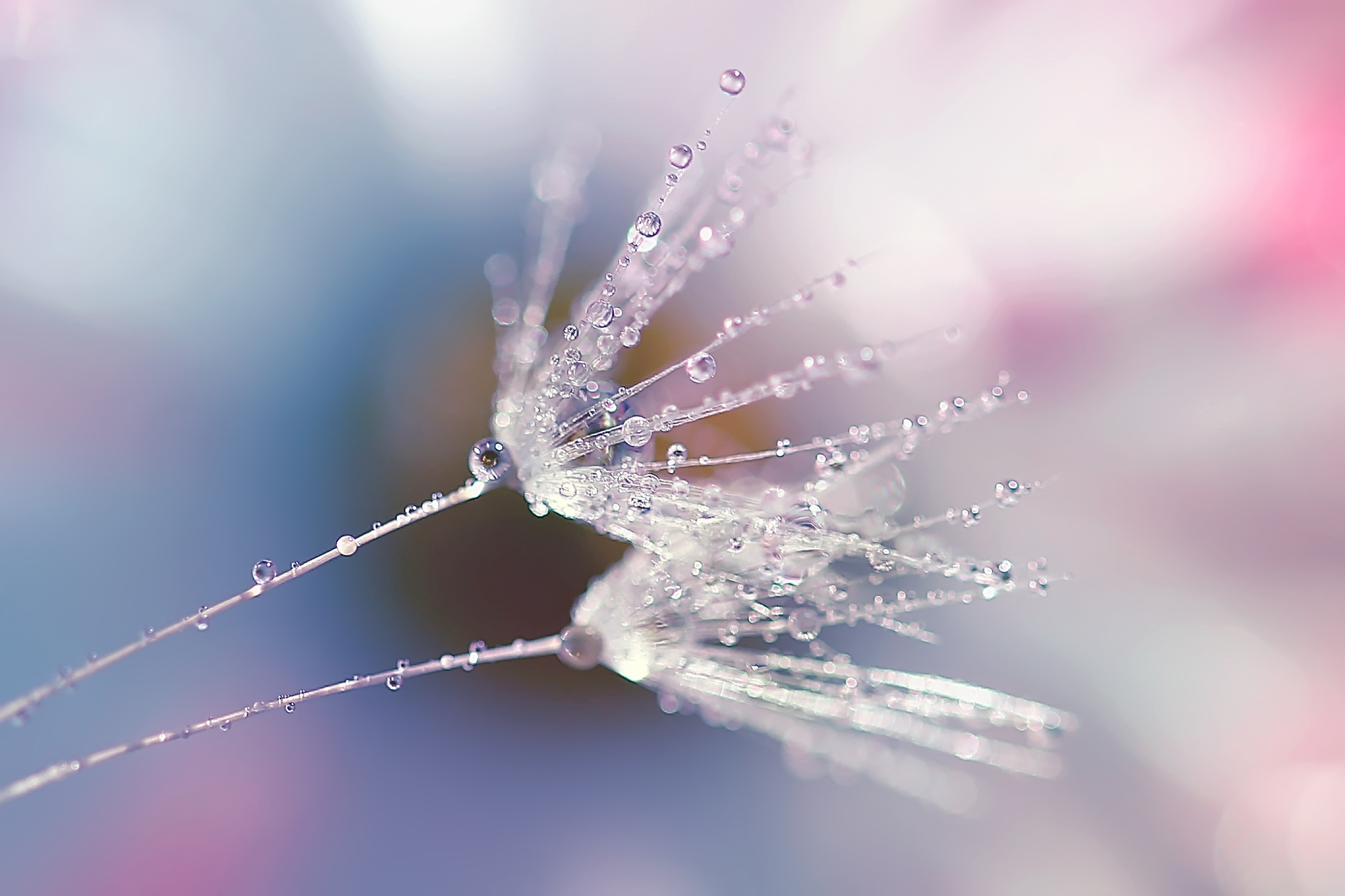 Макросъемка. Фотограф Минск Юлия Войнич