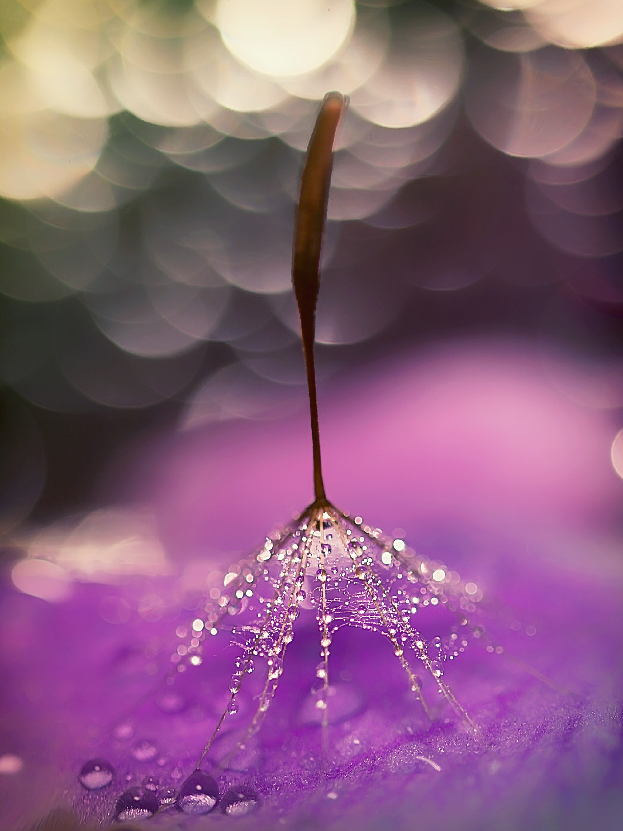 Макросъемка. Фотограф Минск Юлия Войнич