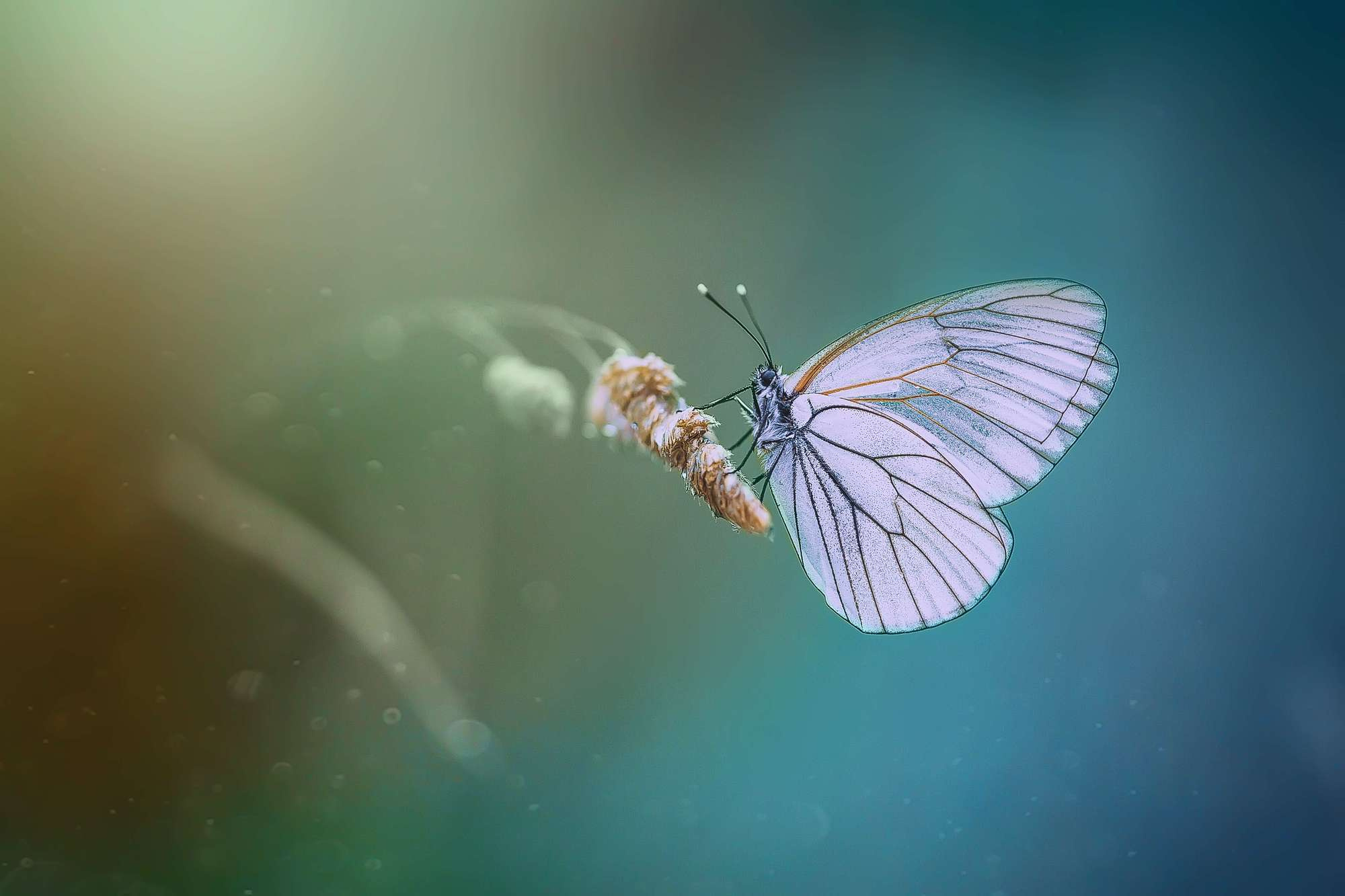 Макросъемка. Фотограф Минск Юлия Войнич