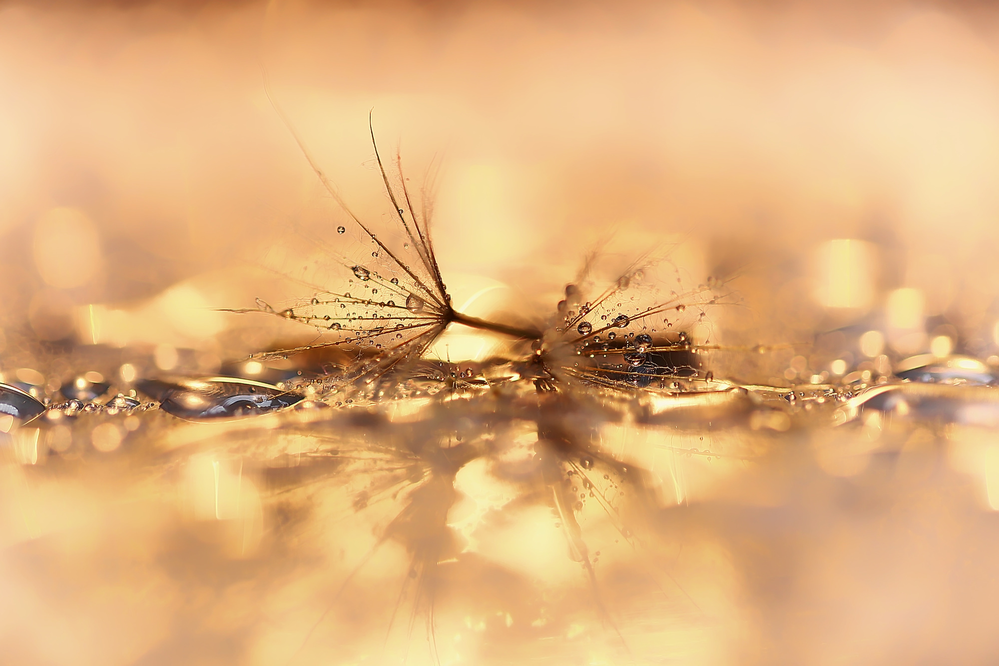 Макросъемка. Фотограф Минск Юлия Войнич