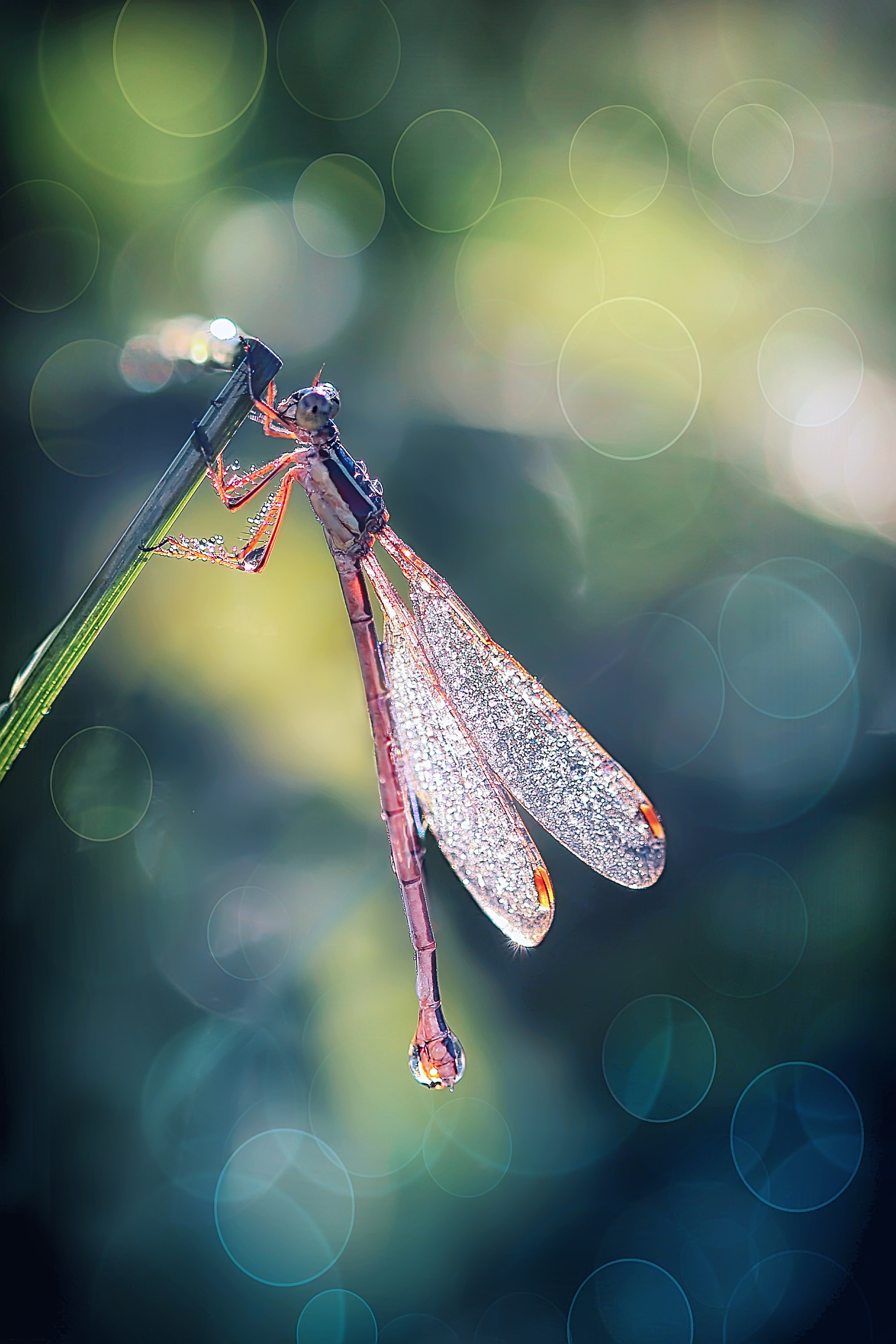 Макросъемка. Фотограф Минск Юлия Войнич