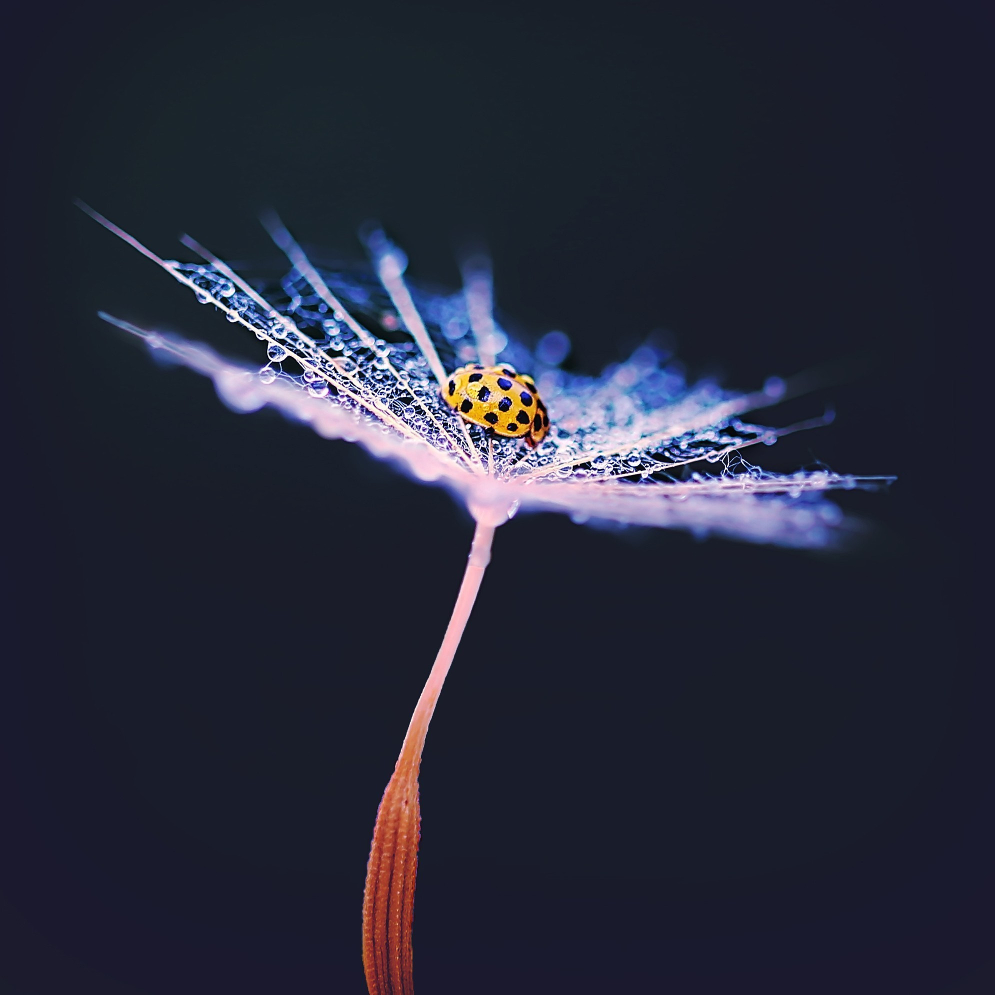 Макросъемка. Фотограф Минск Юлия Войнич