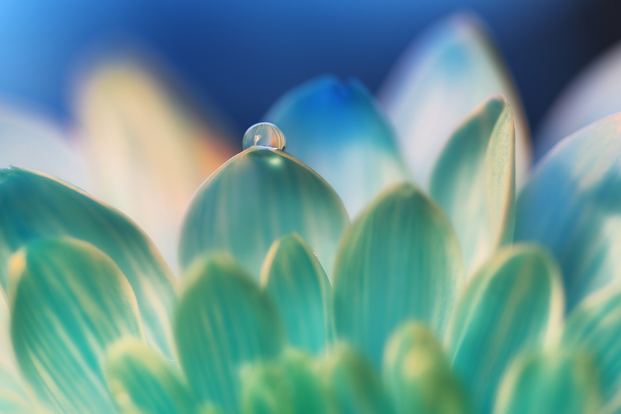 Макросъемка. Фотограф Минск Юлия Войнич