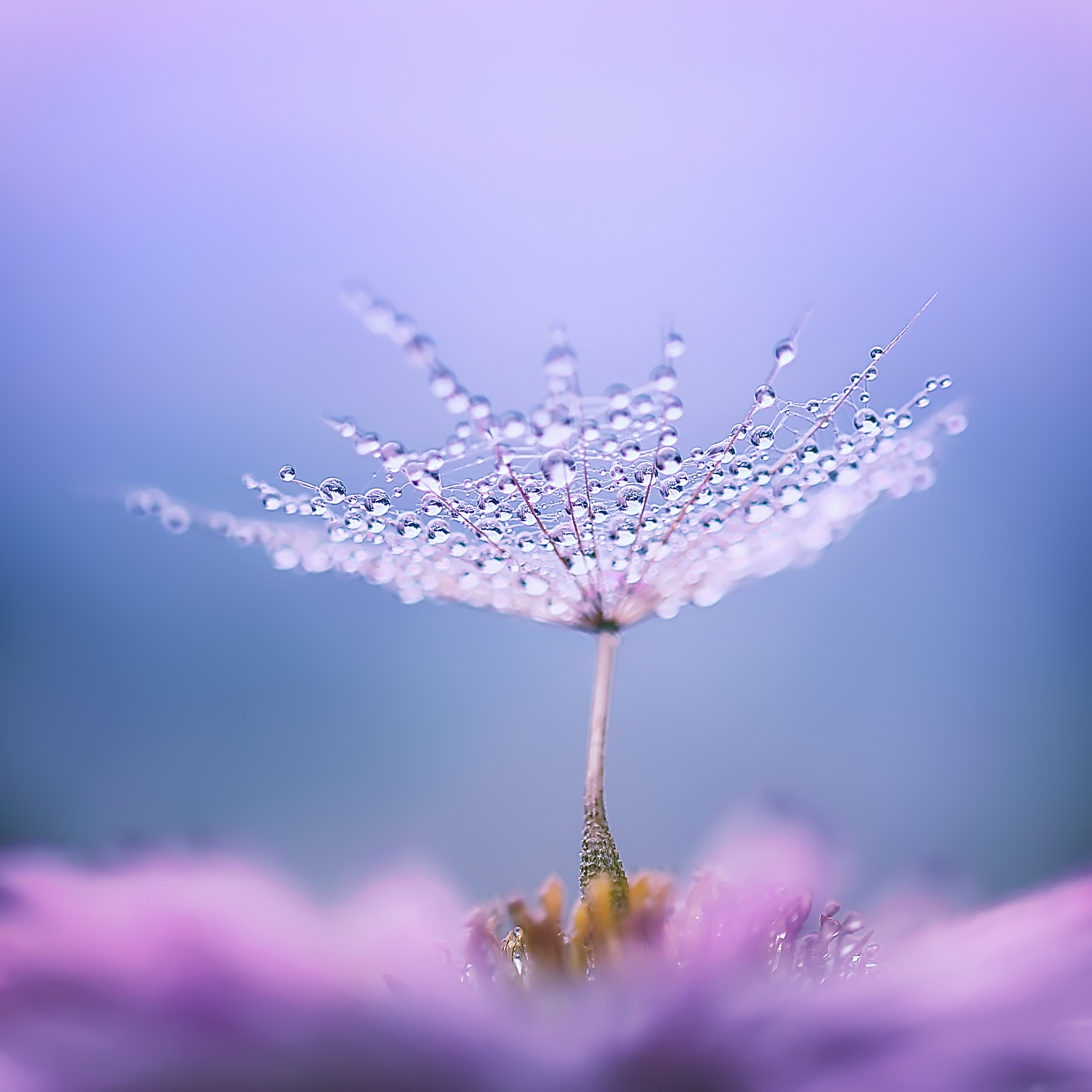 Макросъемка. Фотограф Минск Юлия Войнич