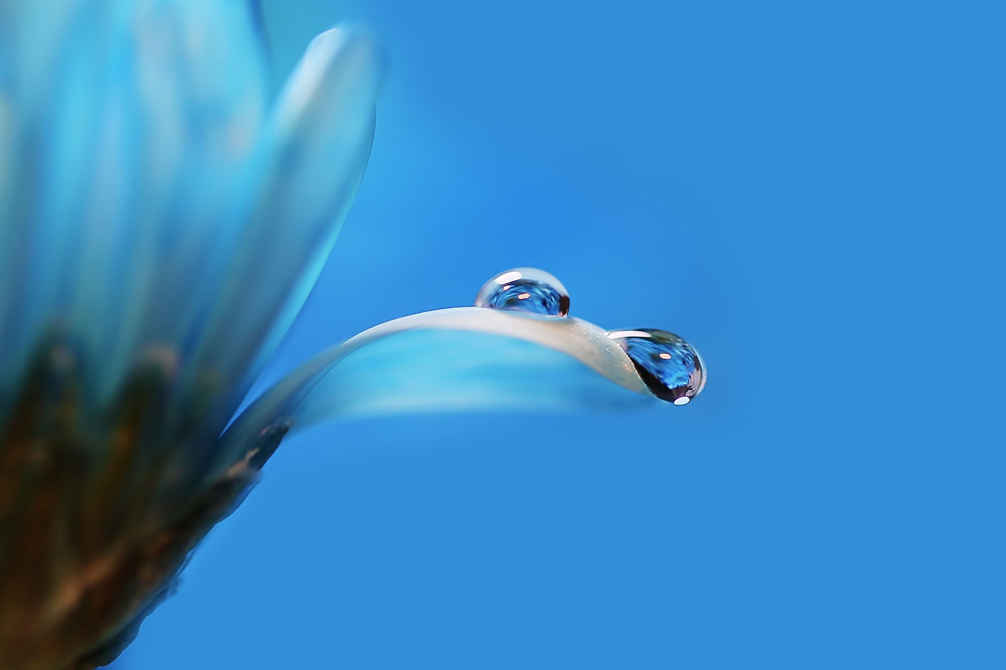 Макросъемка. Фотограф Минск Юлия Войнич