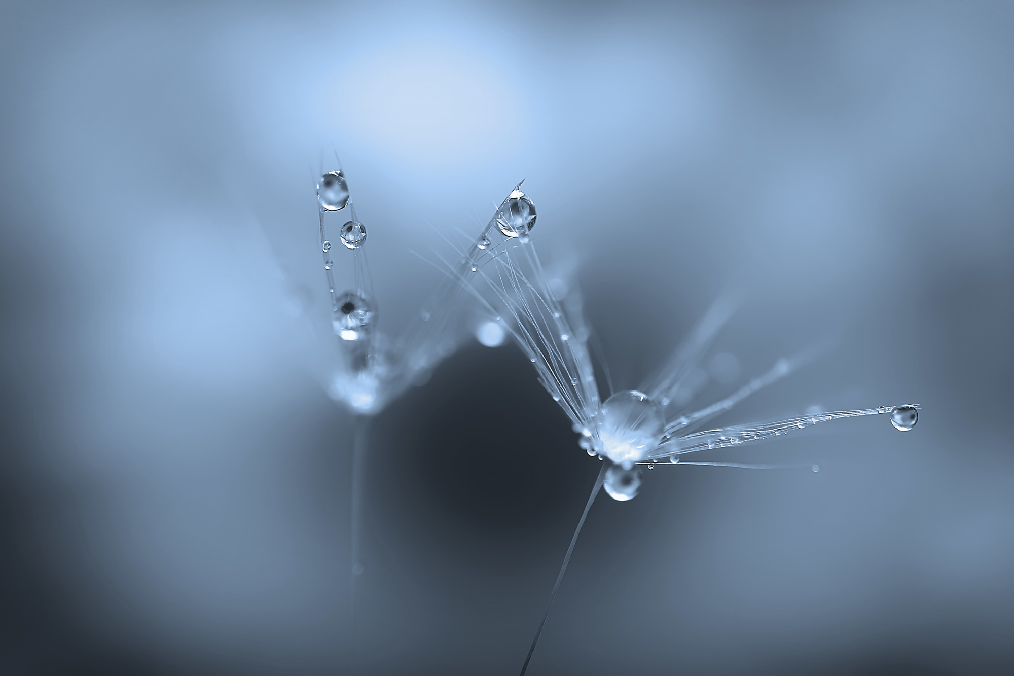 Макросъемка. Фотограф Минск Юлия Войнич