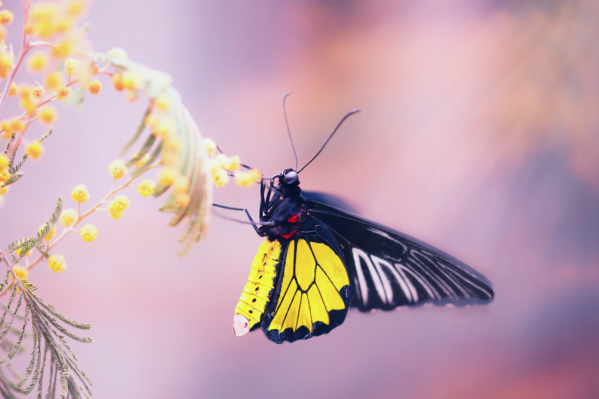 Макросъемка. Фотограф Минск Юлия Войнич