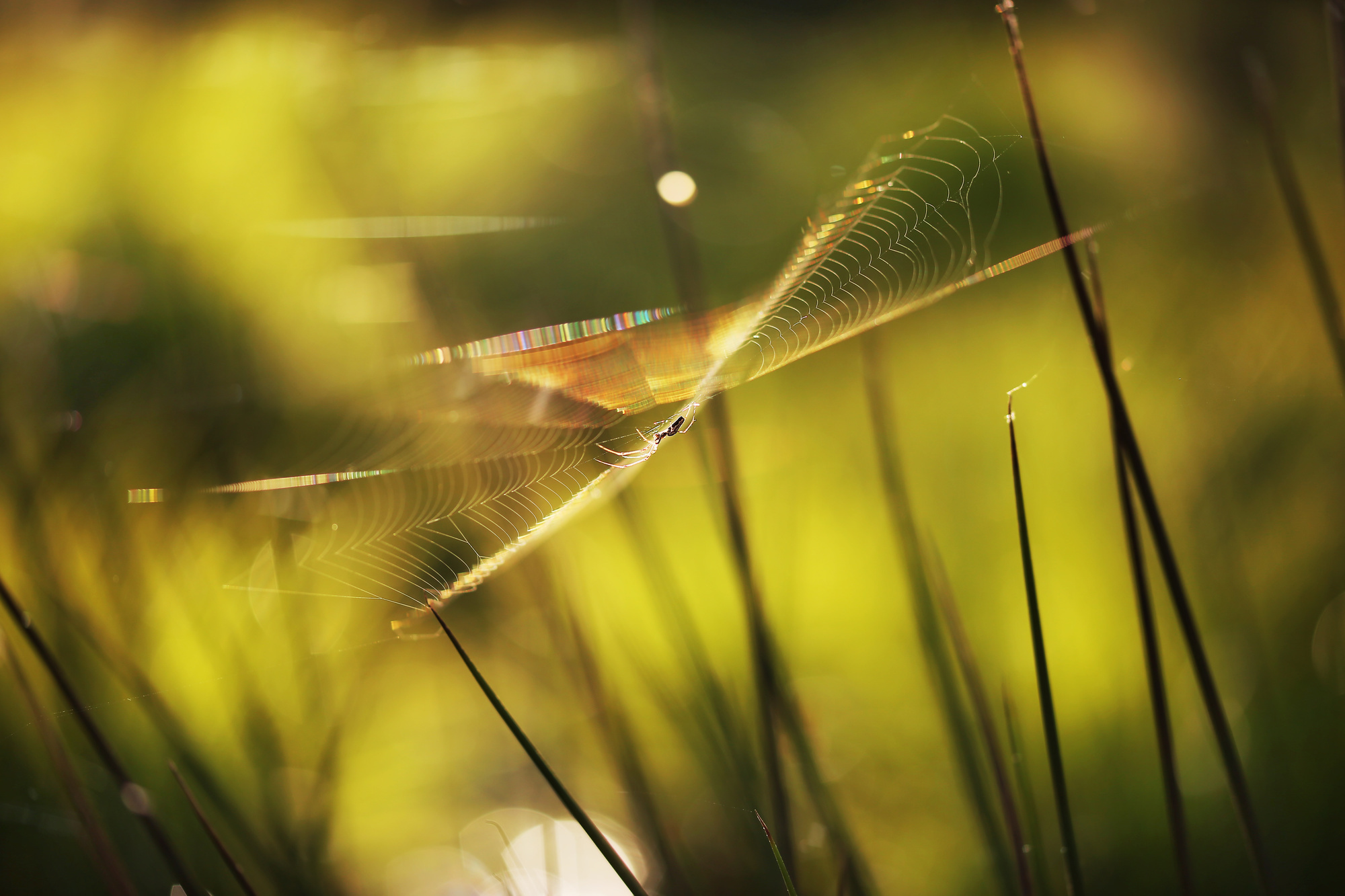 Макросъемка. Фотограф Минск Юлия Войнич