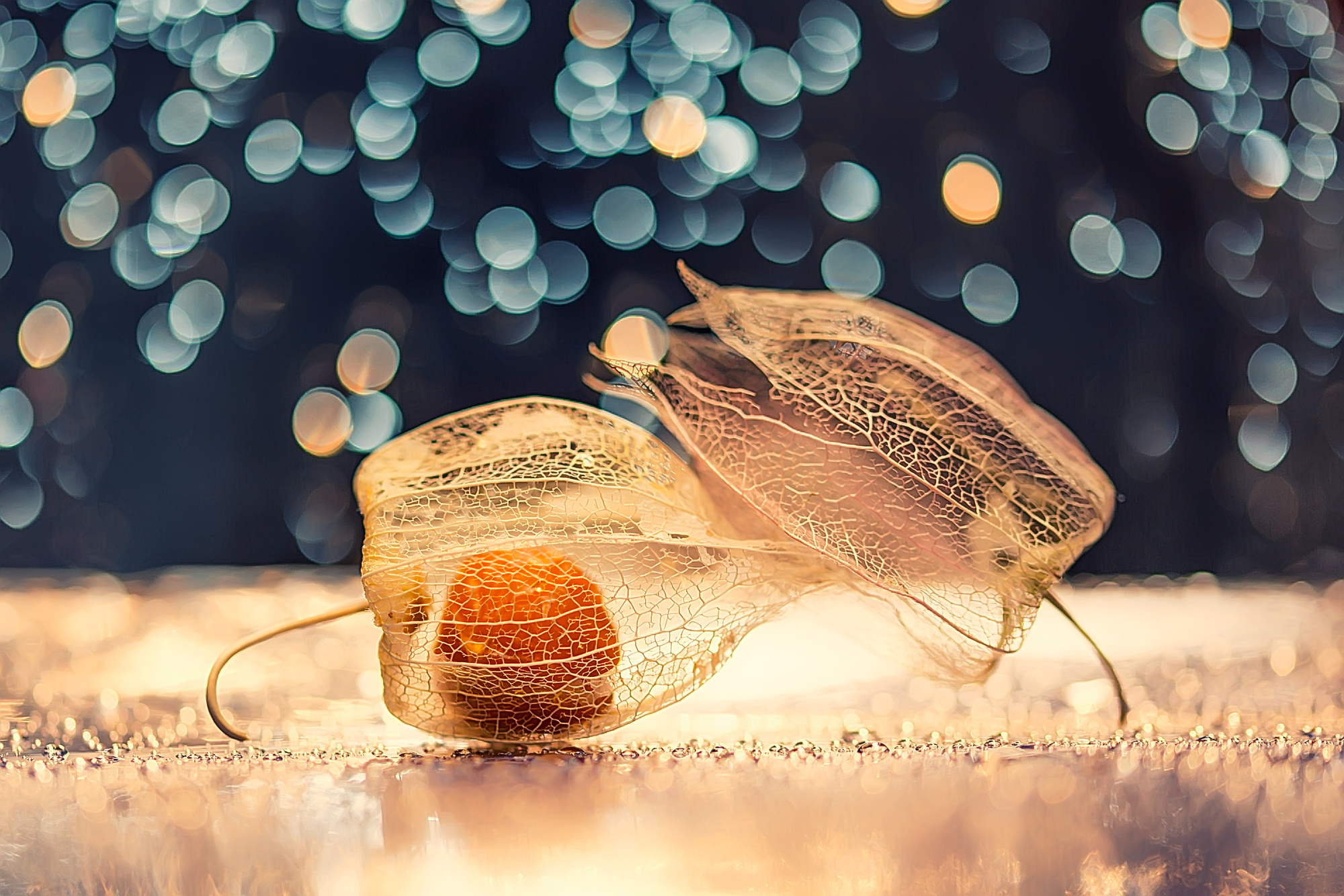 Макросъемка. Фотограф Минск Юлия Войнич