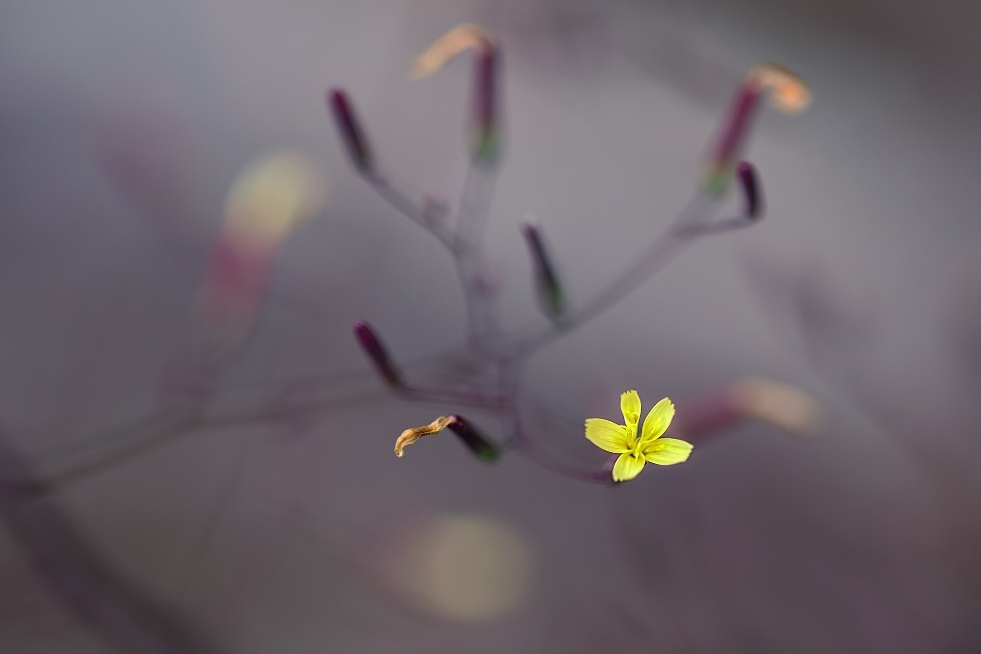 Макросъемка. Фотограф Минск Юлия Войнич