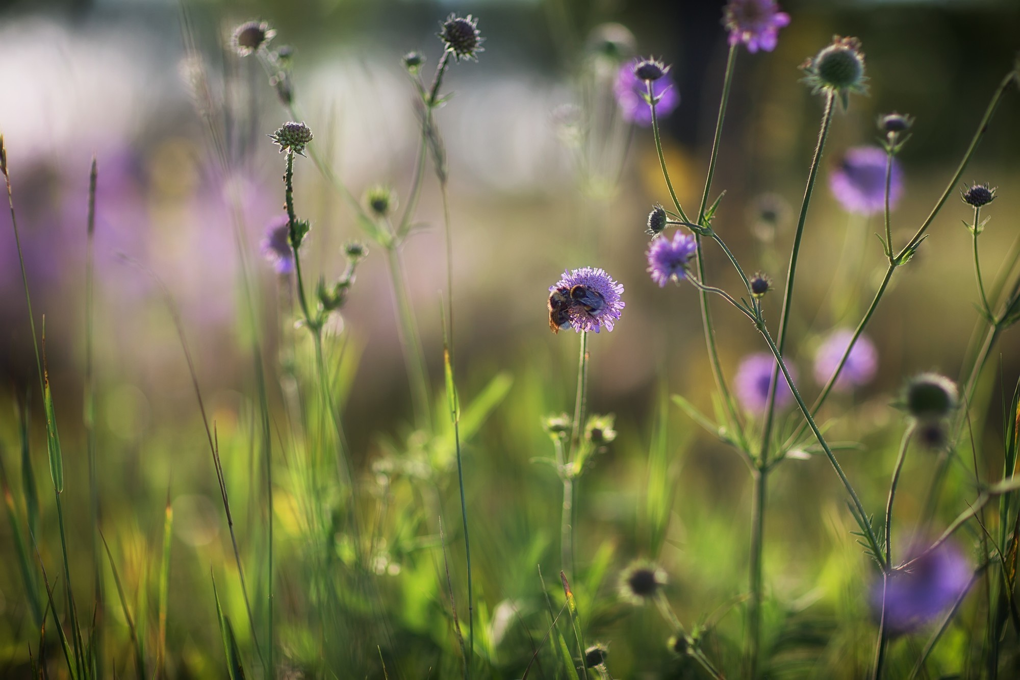Макросъемка. Фотограф Минск Юлия Войнич