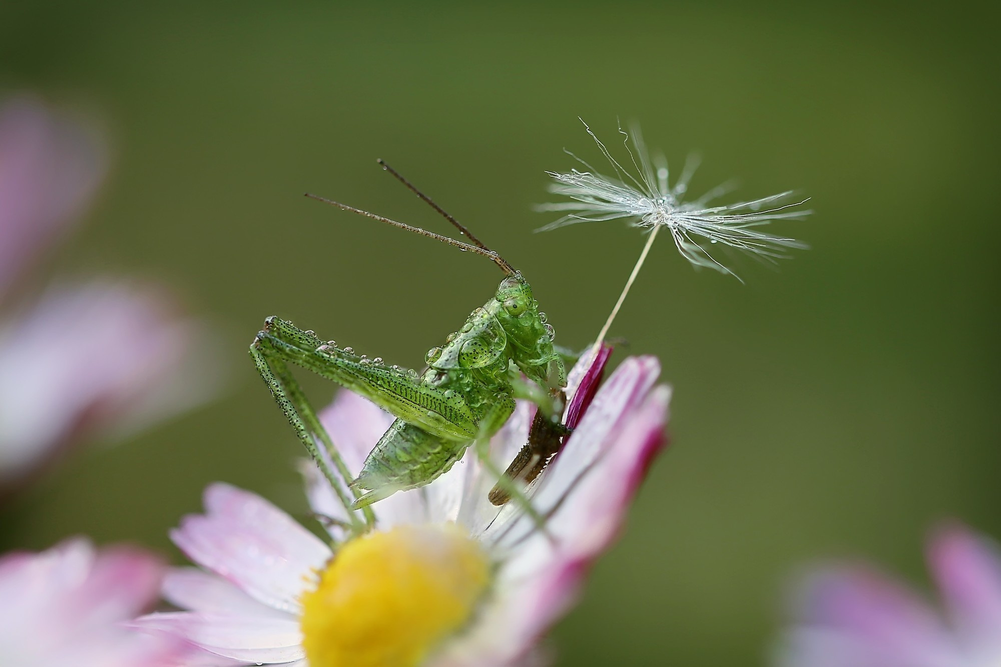 Макросъемка. Фотограф Минск Юлия Войнич