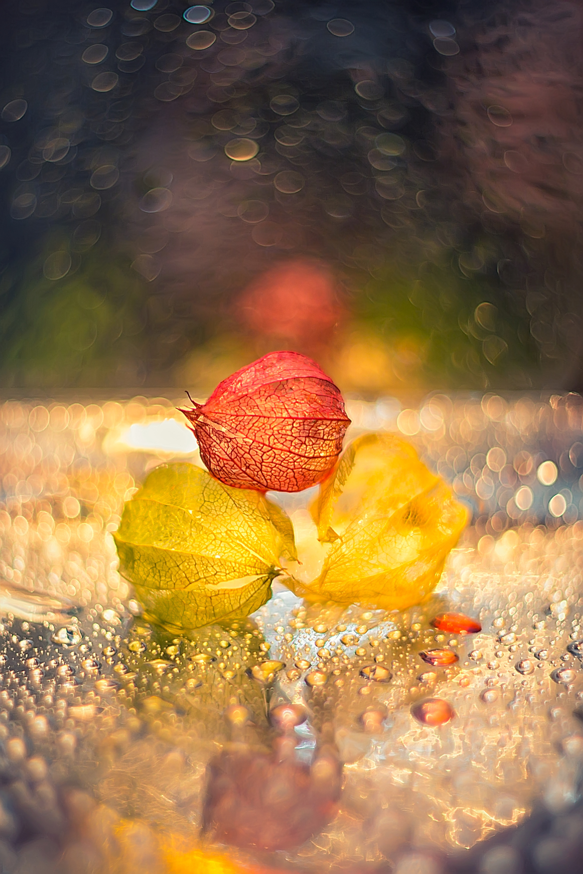 Макросъемка. Фотограф Минск Юлия Войнич