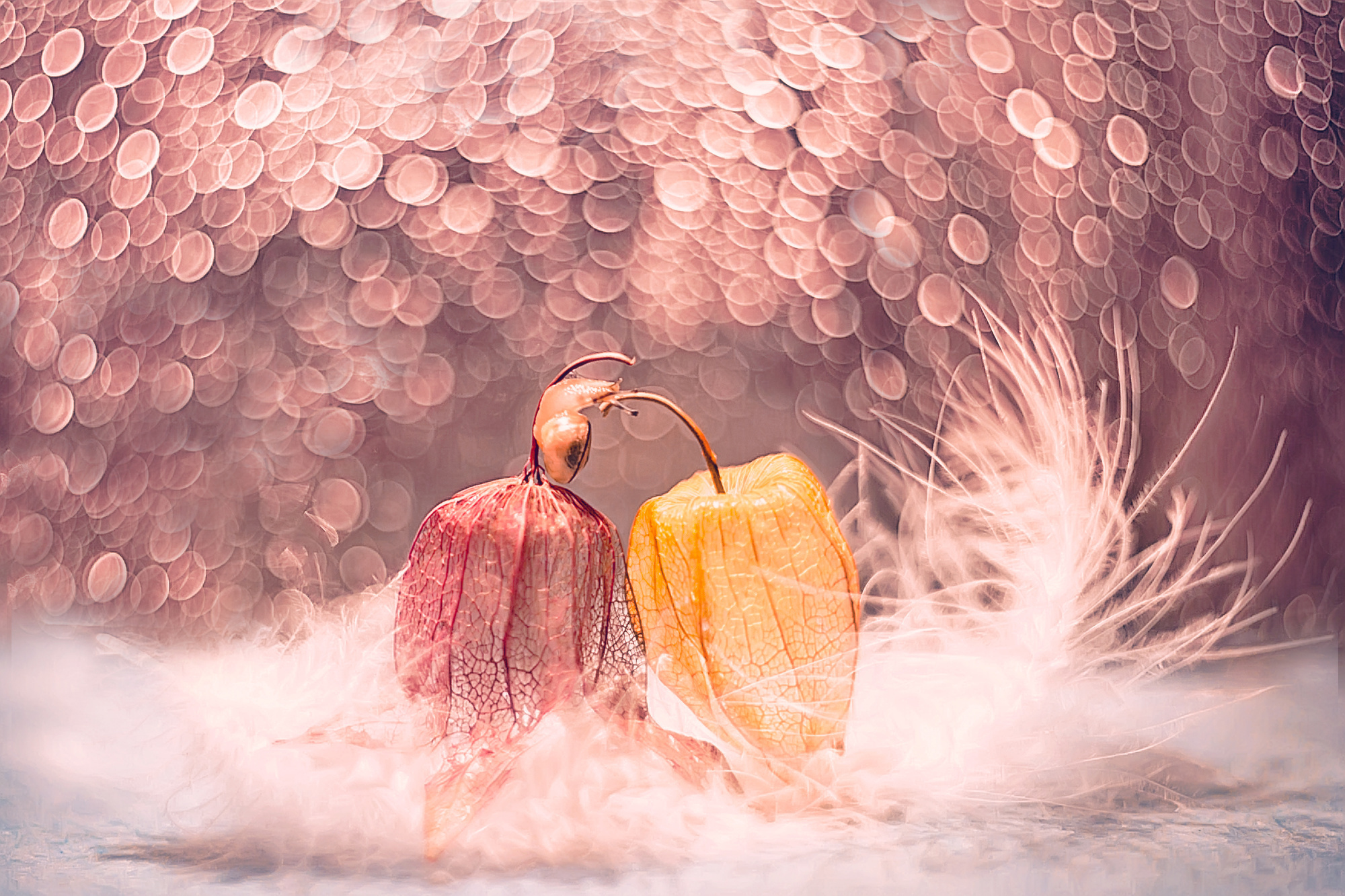 Макросъемка. Фотограф Минск Юлия Войнич