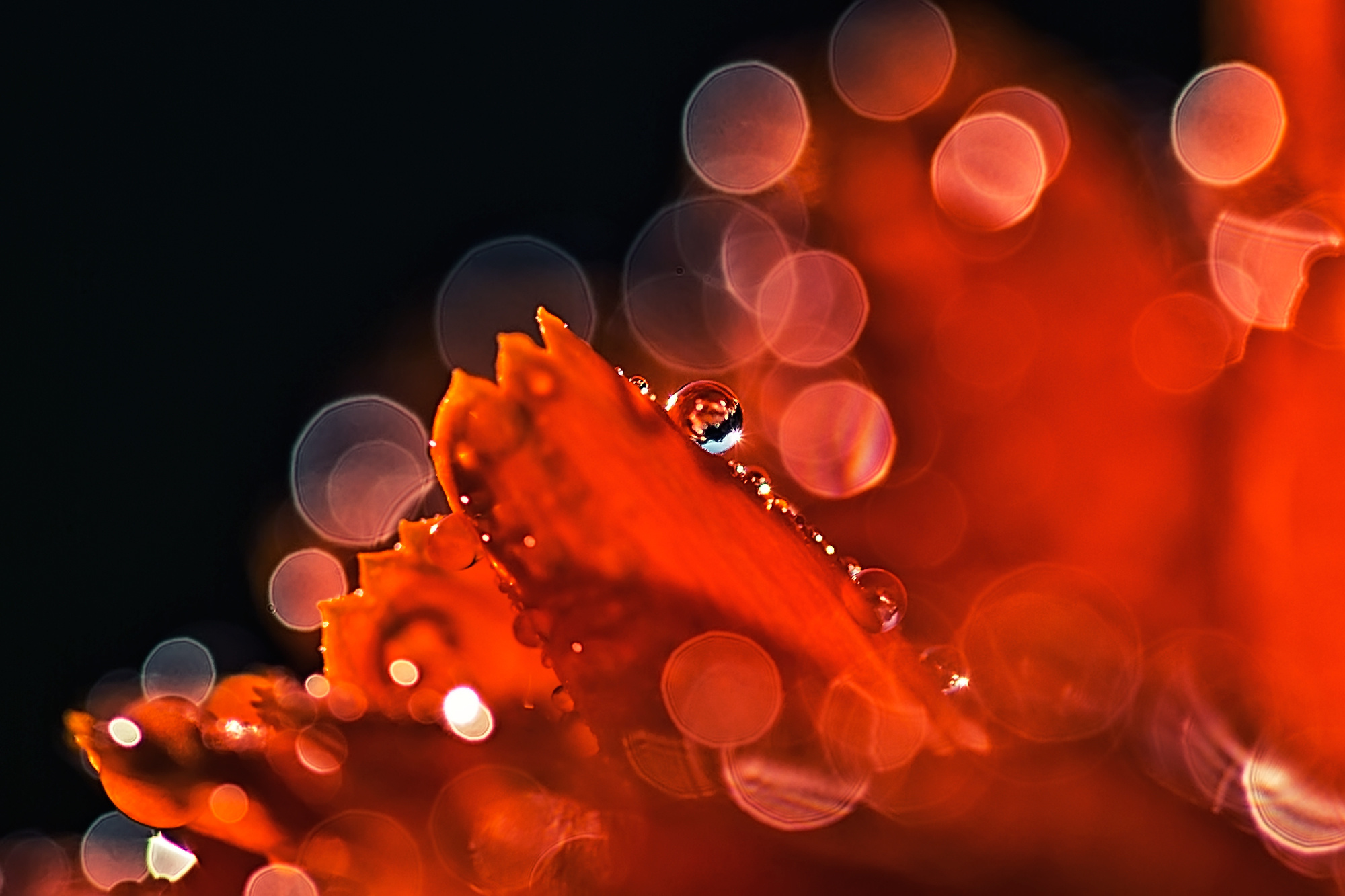 Макросъемка. Фотограф Минск Юлия Войнич