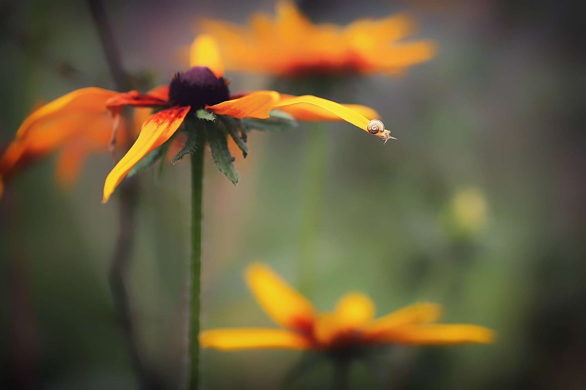 Макросъемка. Фотограф Минск Юлия Войнич
