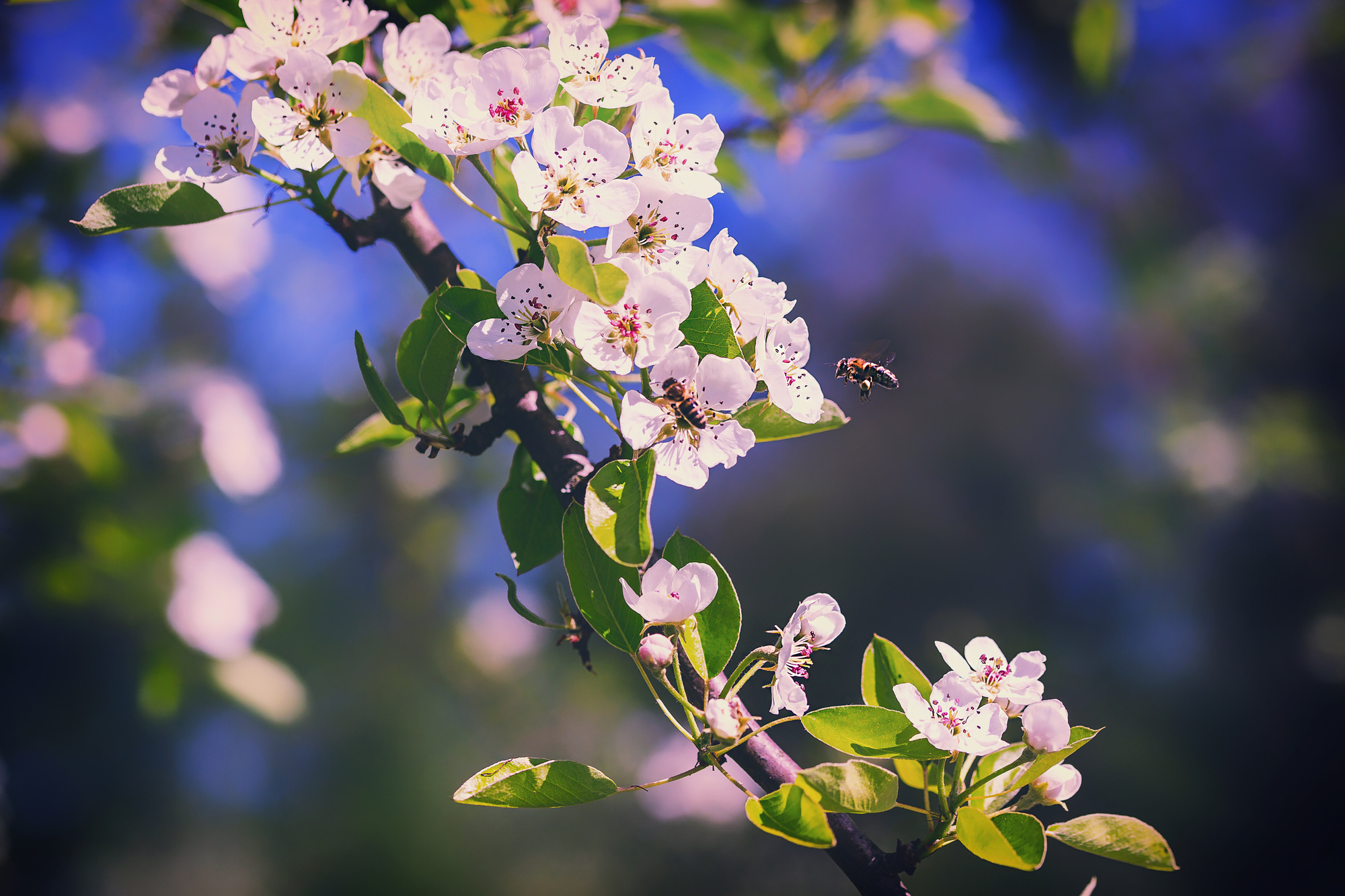Макросъемка. Фотограф Минск Юлия Войнич