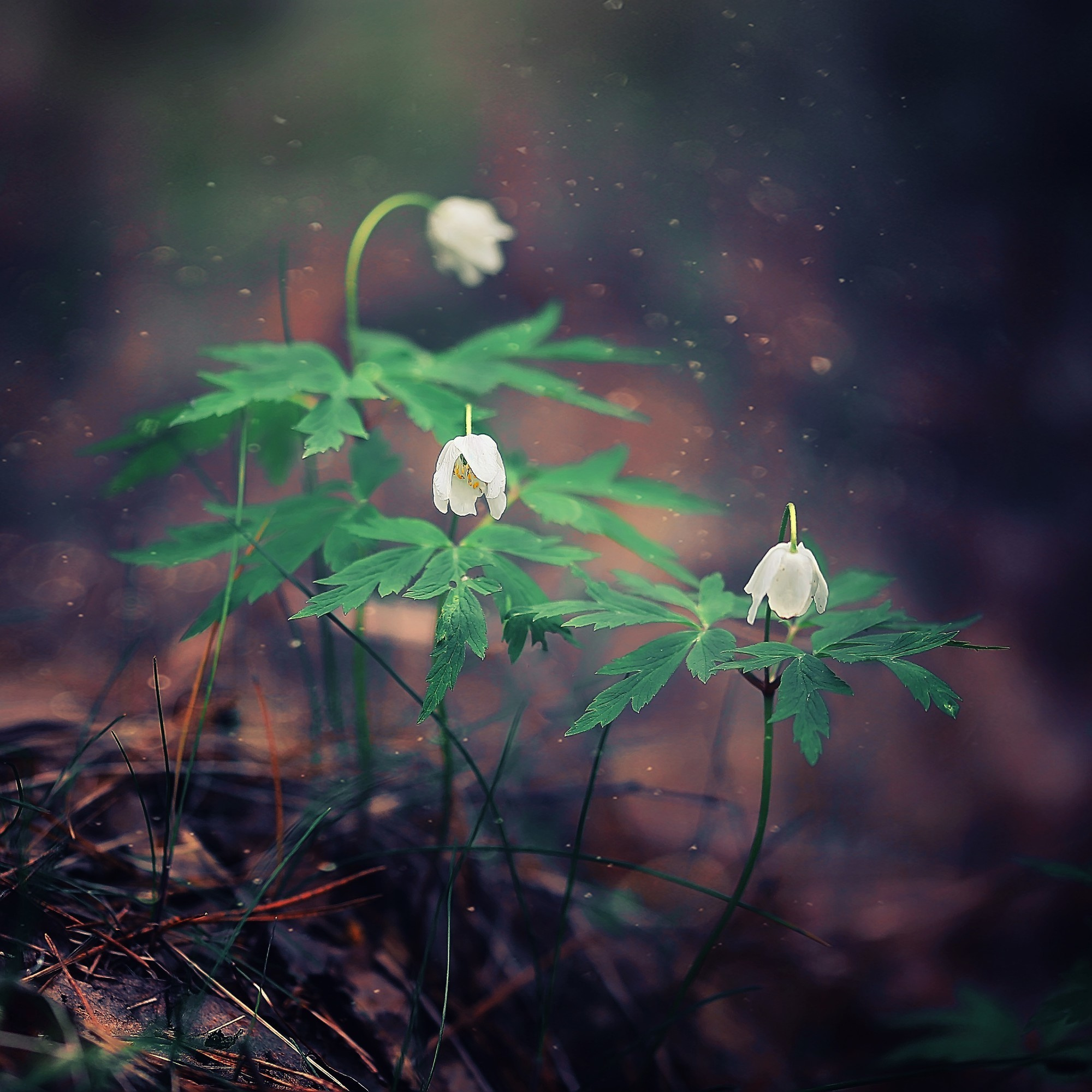 Макросъемка. Фотограф Минск Юлия Войнич