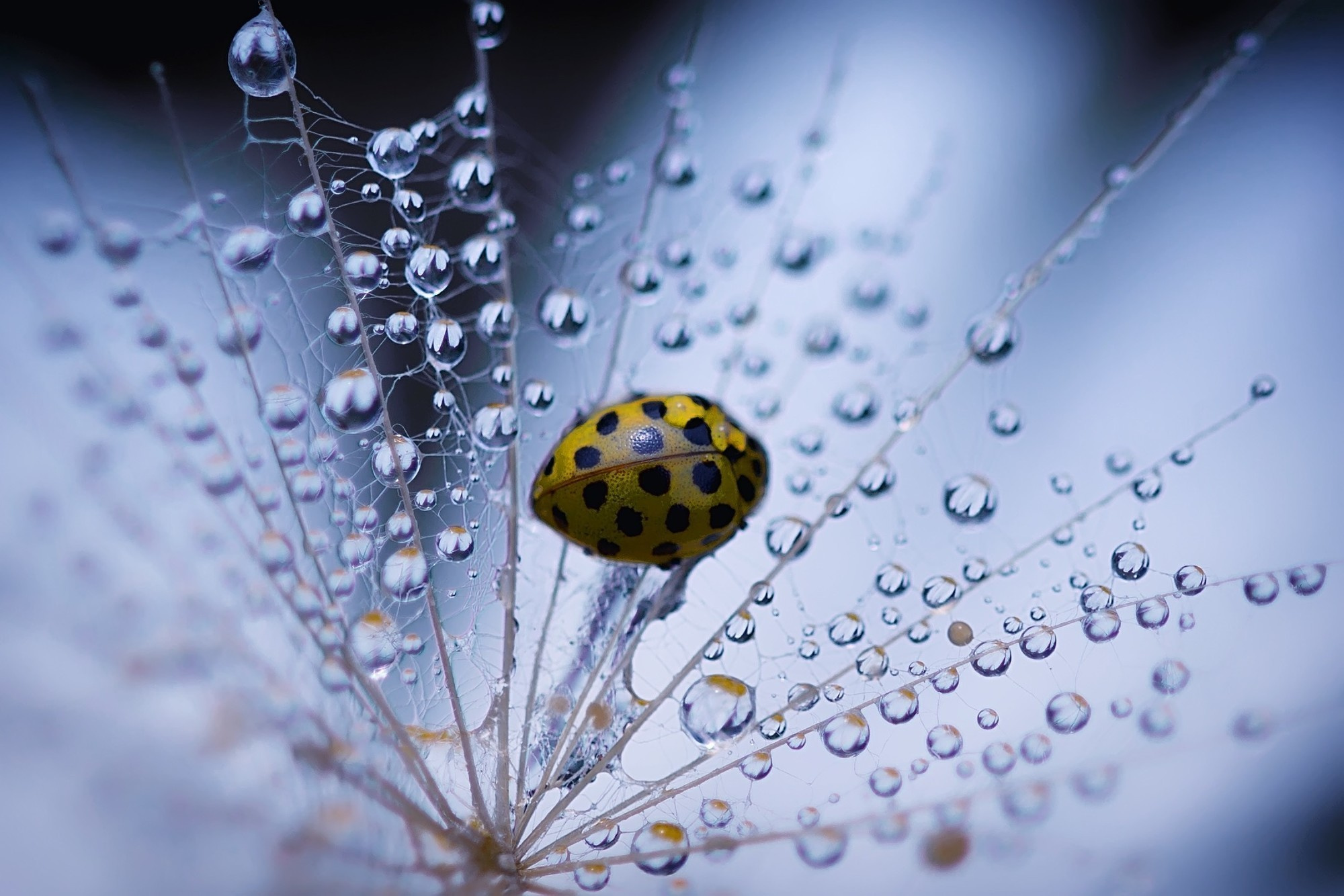 Макросъемка. Фотограф Минск Юлия Войнич