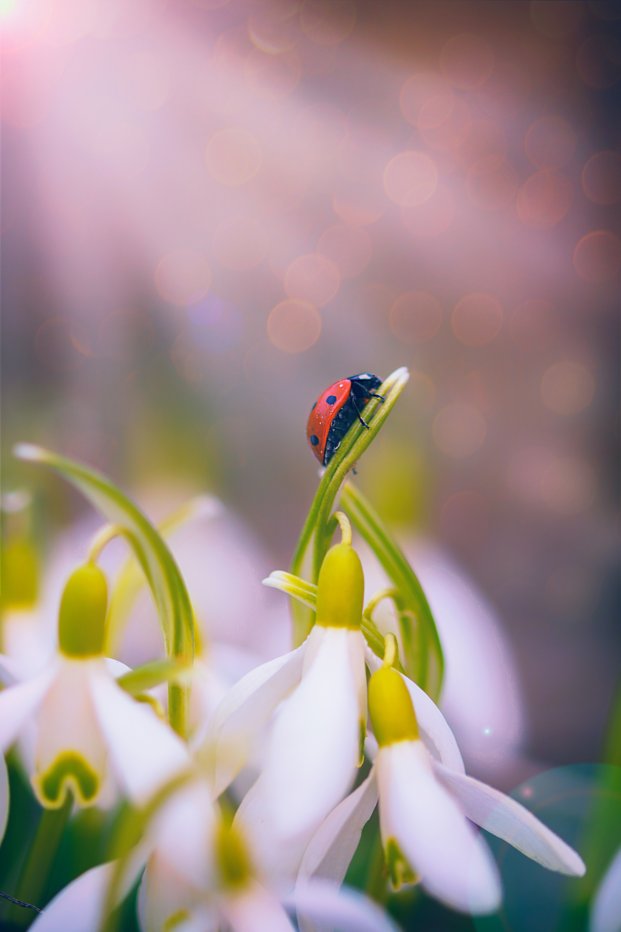 Макросъемка. Фотограф Минск Юлия Войнич